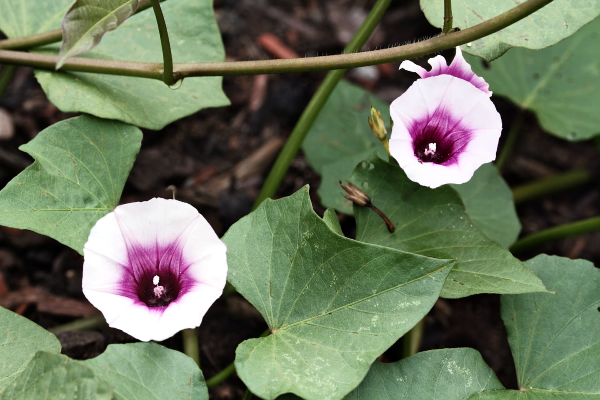 Ipomoea batatas (Ipomoea batatas)