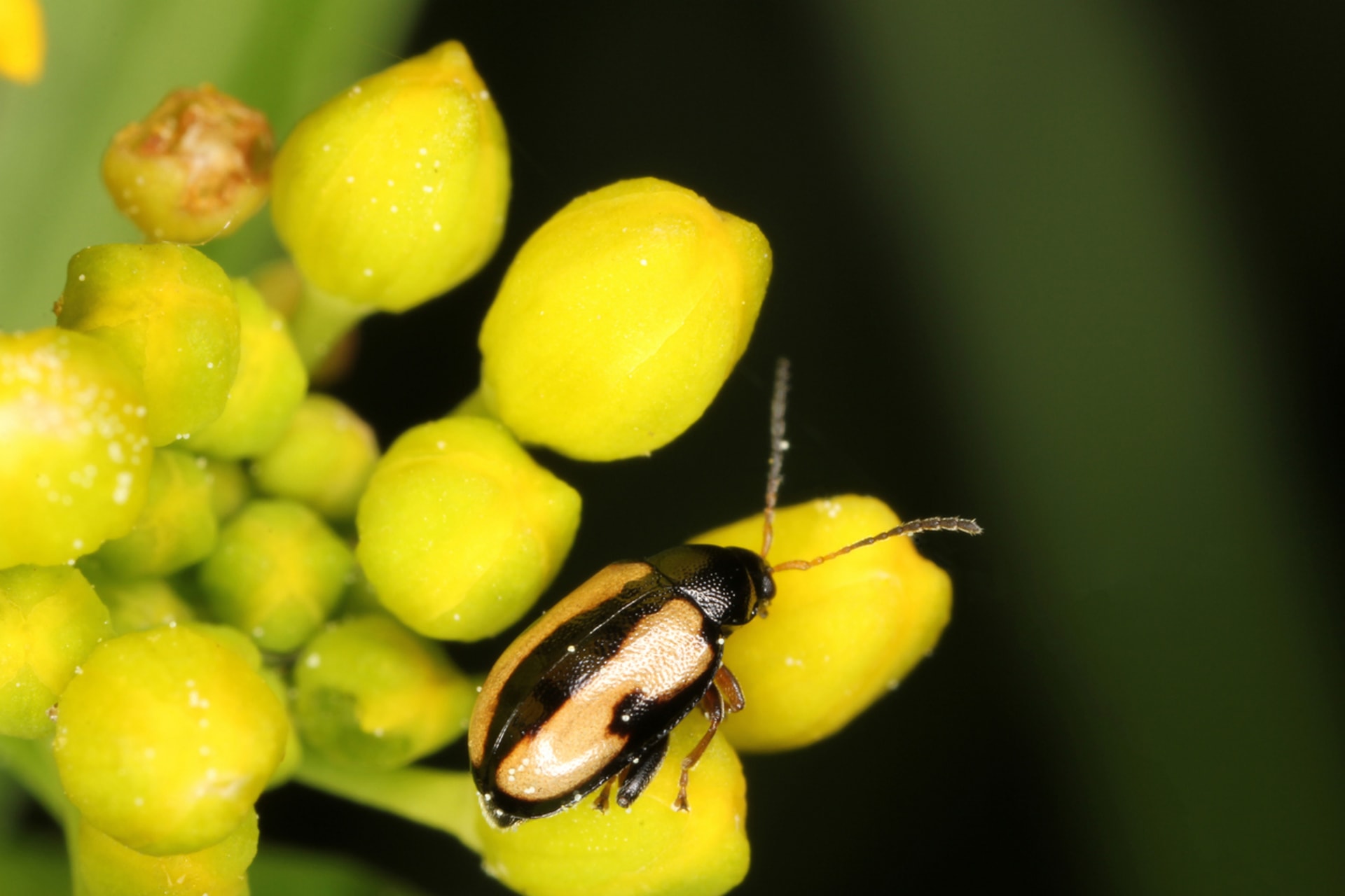 Phyllotreta (Phylotreta) 