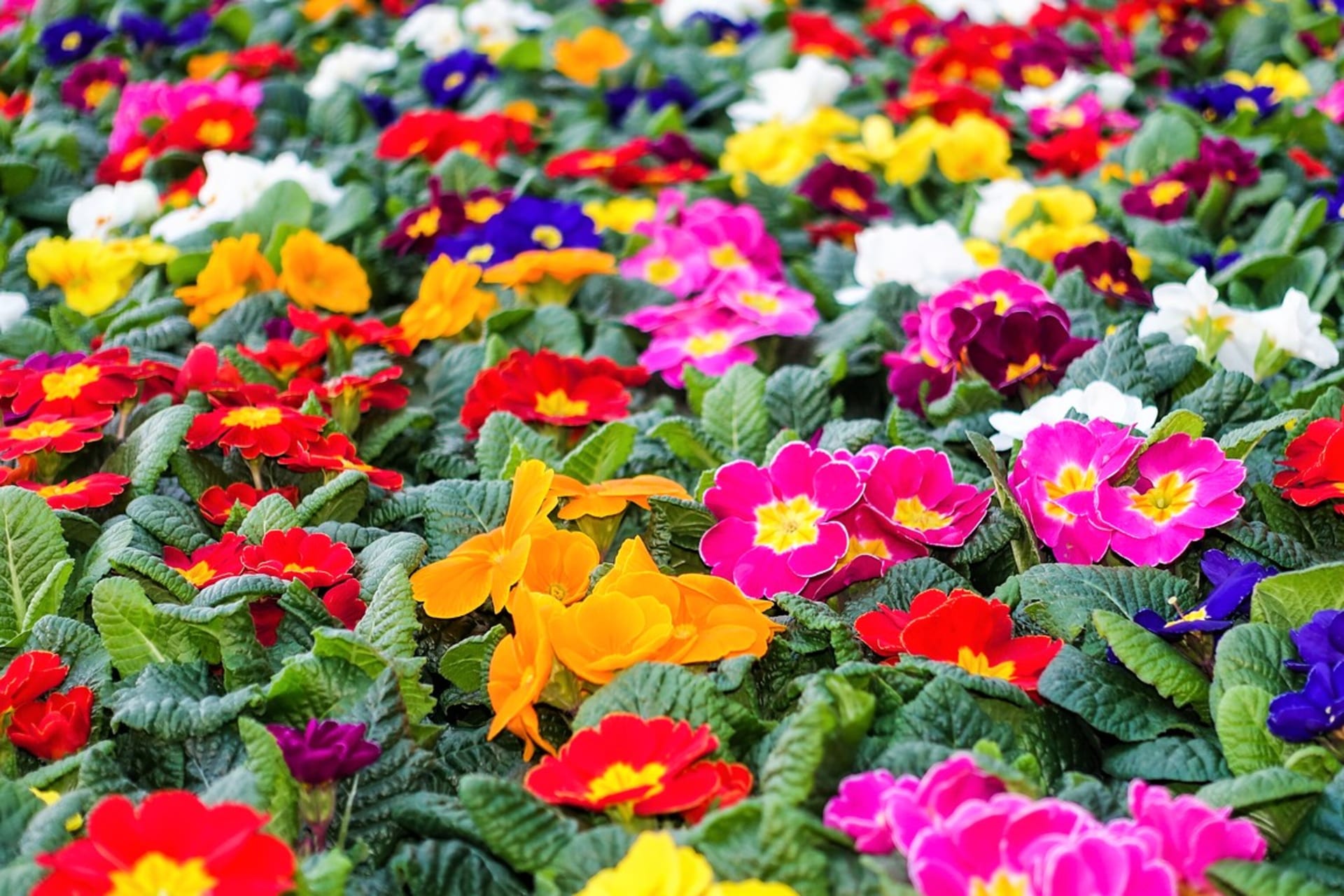 Pierwiosnki, pierwiosnki i pierwiosnki należą do jednej rodziny pierwiosnków (Primulaceae), mają około sześciuset gatunków