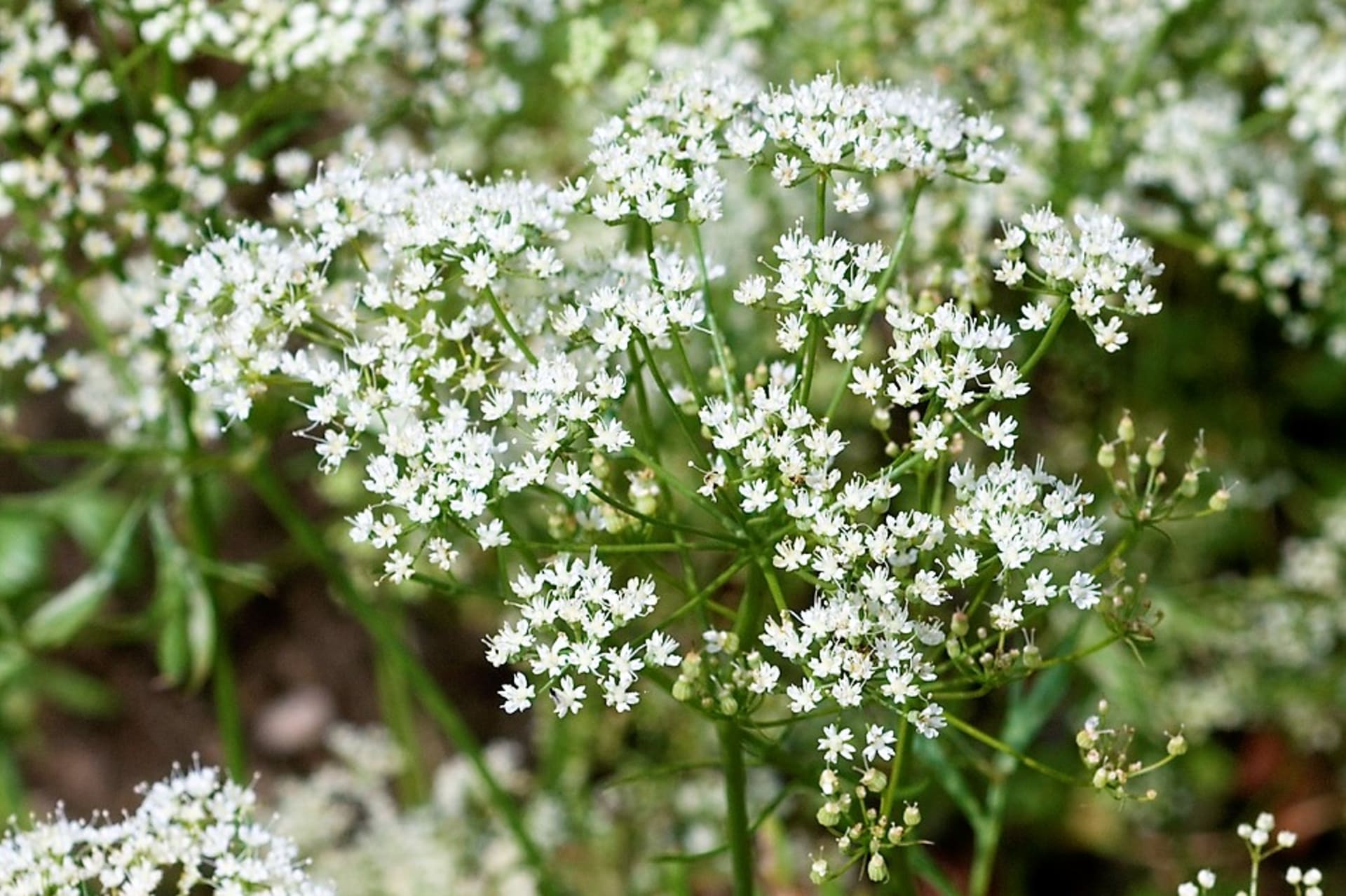 Anyż lub anyż anyżowy lub pachnący anyż (Pimpinella anisum) to coroczne zioło aromatyczne 