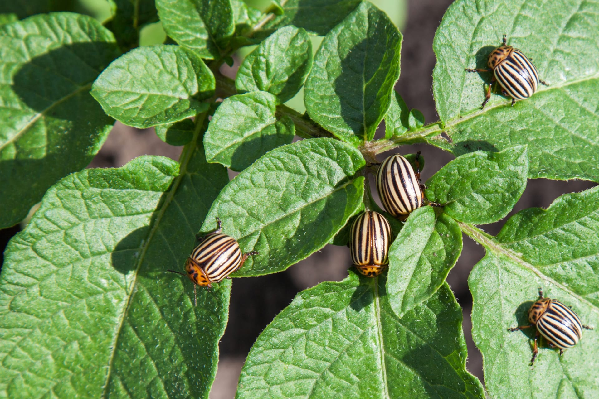 Leptinotarsa ​​decemlineata (Leptinotarsa ​​decemlineata)