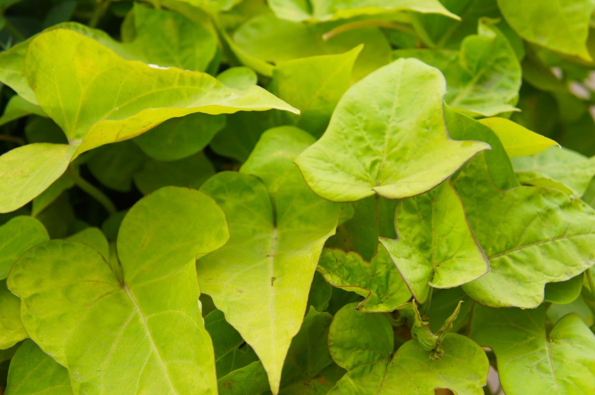 Ipomoea batatas (Ipomoea batatas)