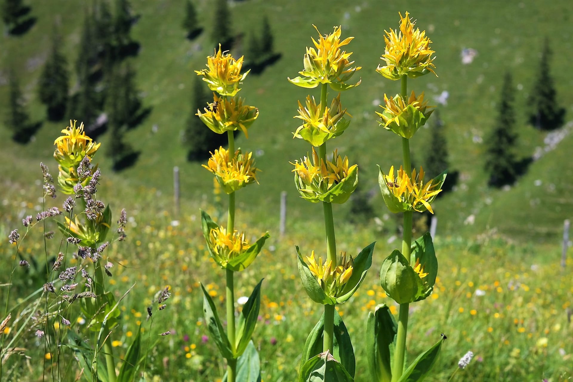 Mniej znanym ziołem żołądkowym jest goryczka (Gentiana lutea).