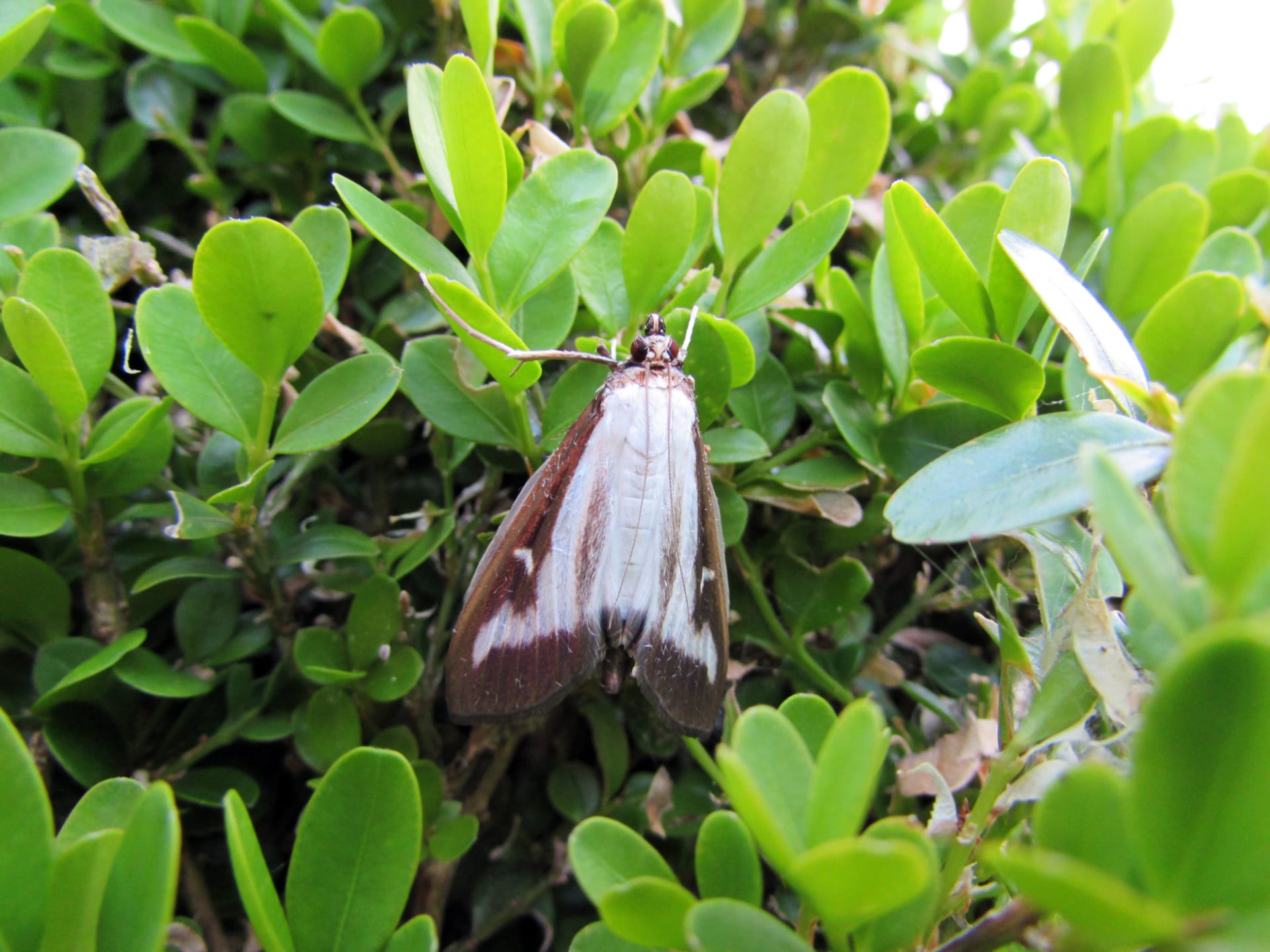 Cydalima perspectalis (Cydalima perspectalis)