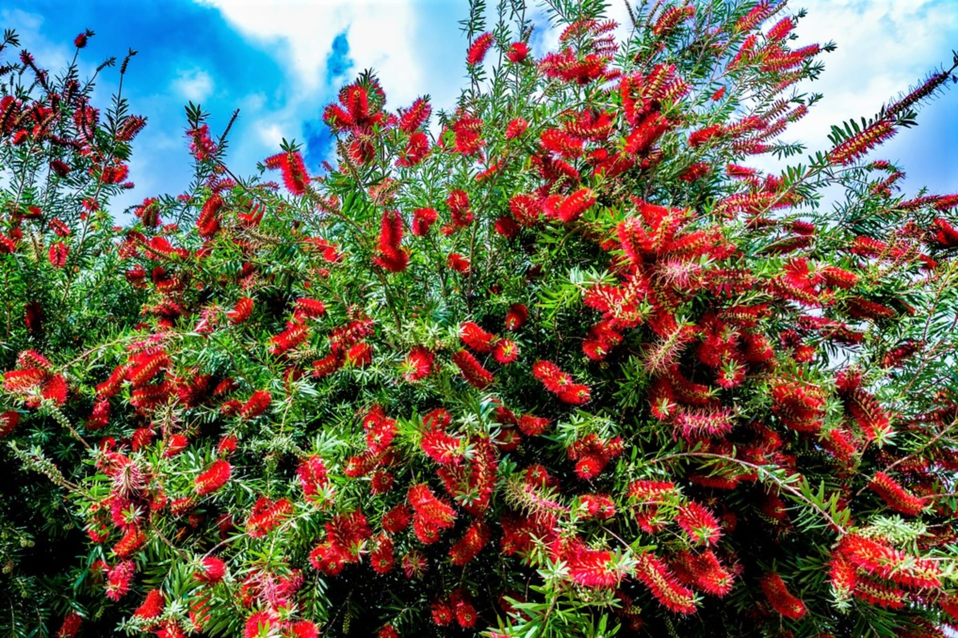 Callistemon citrinus: Ta wyjątkowa egzotyczna roślina ma swój dom w Australii.  W swojej ojczyźnie nektar z kwiatów jest źródłem pożywienia dla niektórych ptaków.