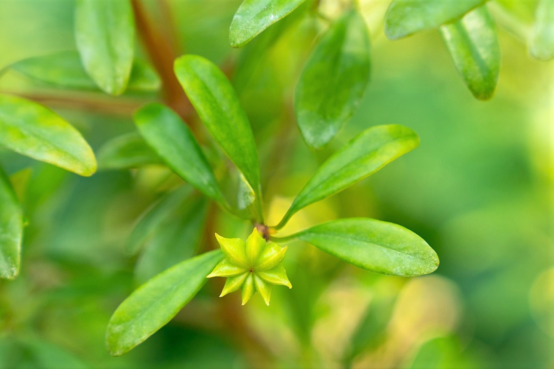   Illicium verum (Illicium verum)