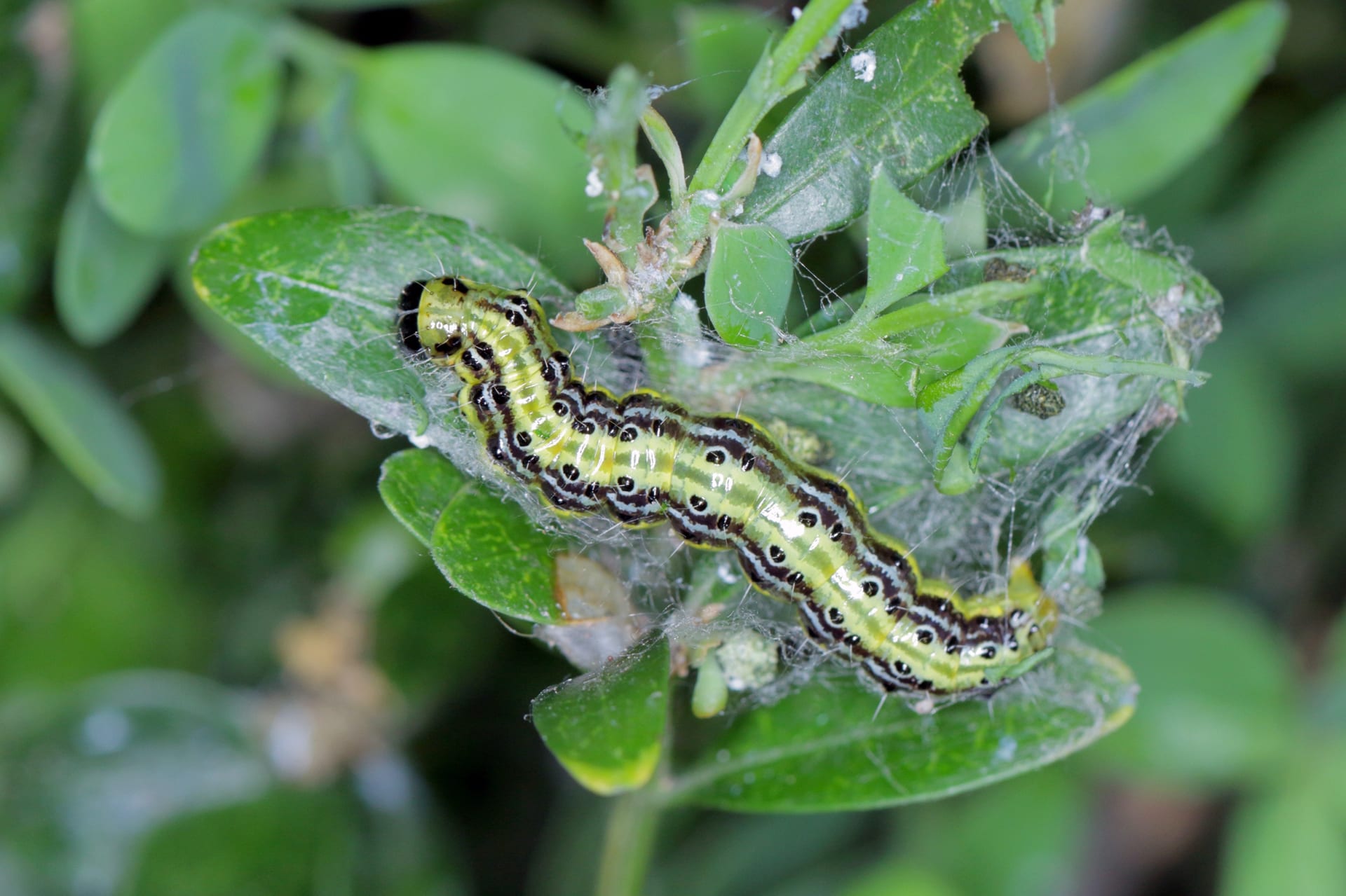 Cydalima perspectalis (Cydalima perspectalis)