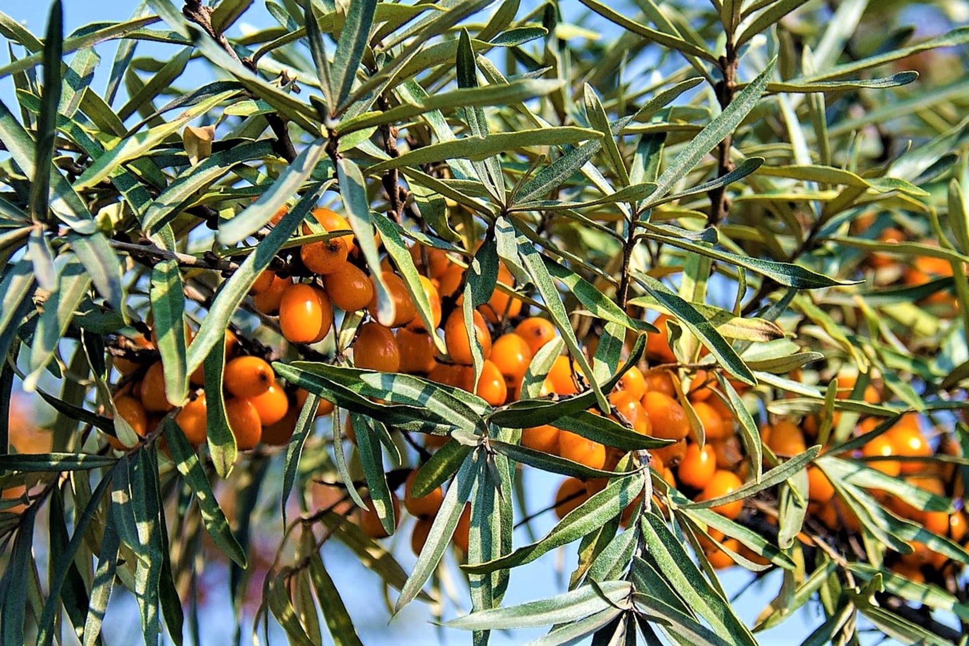 Jak wyleczyć kaca: udowodniono, że sok z owoców rokitnika zwyczajnego (Hippophae rhamnoides)