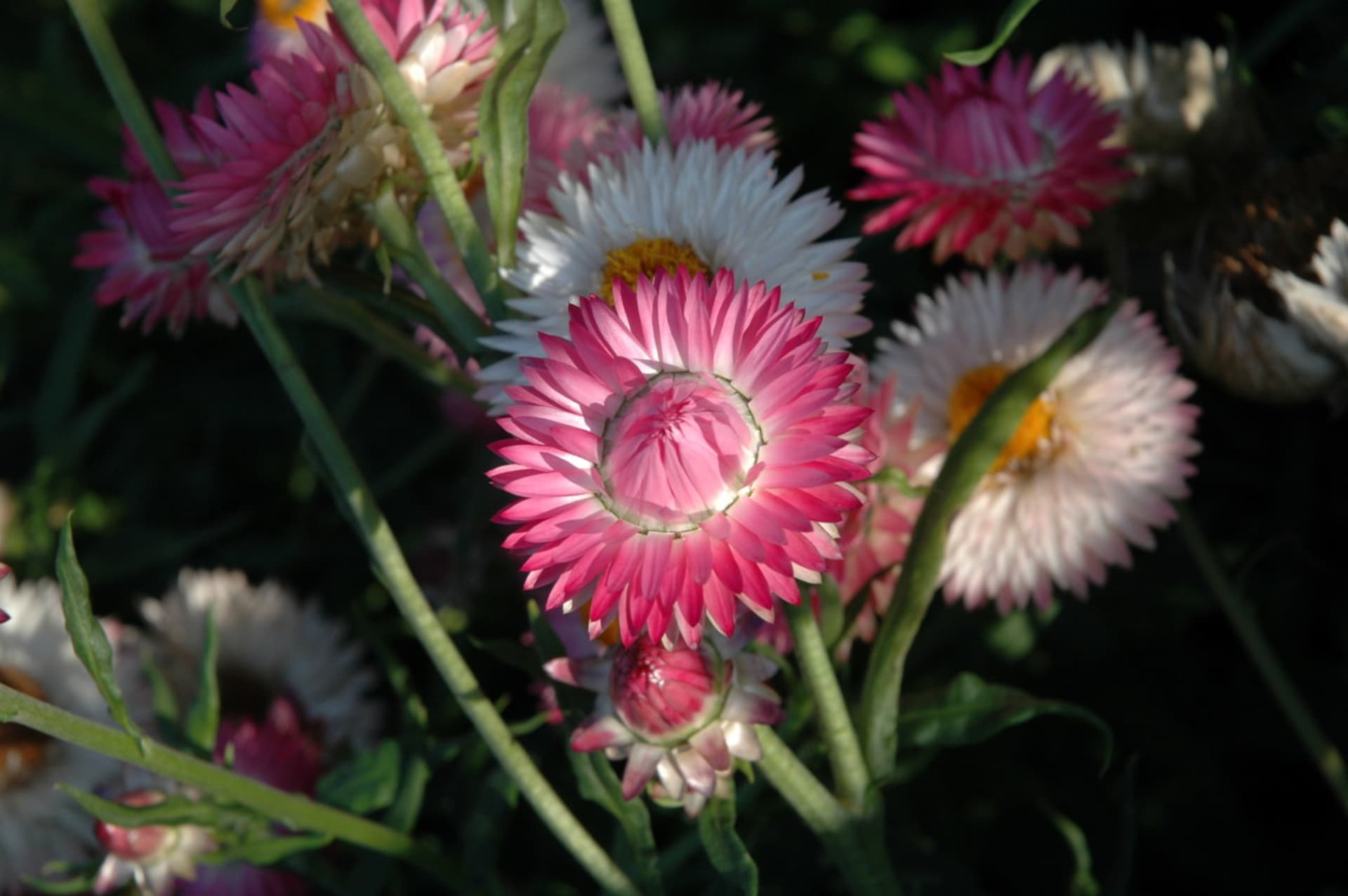   Helichrysum bracteatum uprawia się jako roślinę jednoroczną