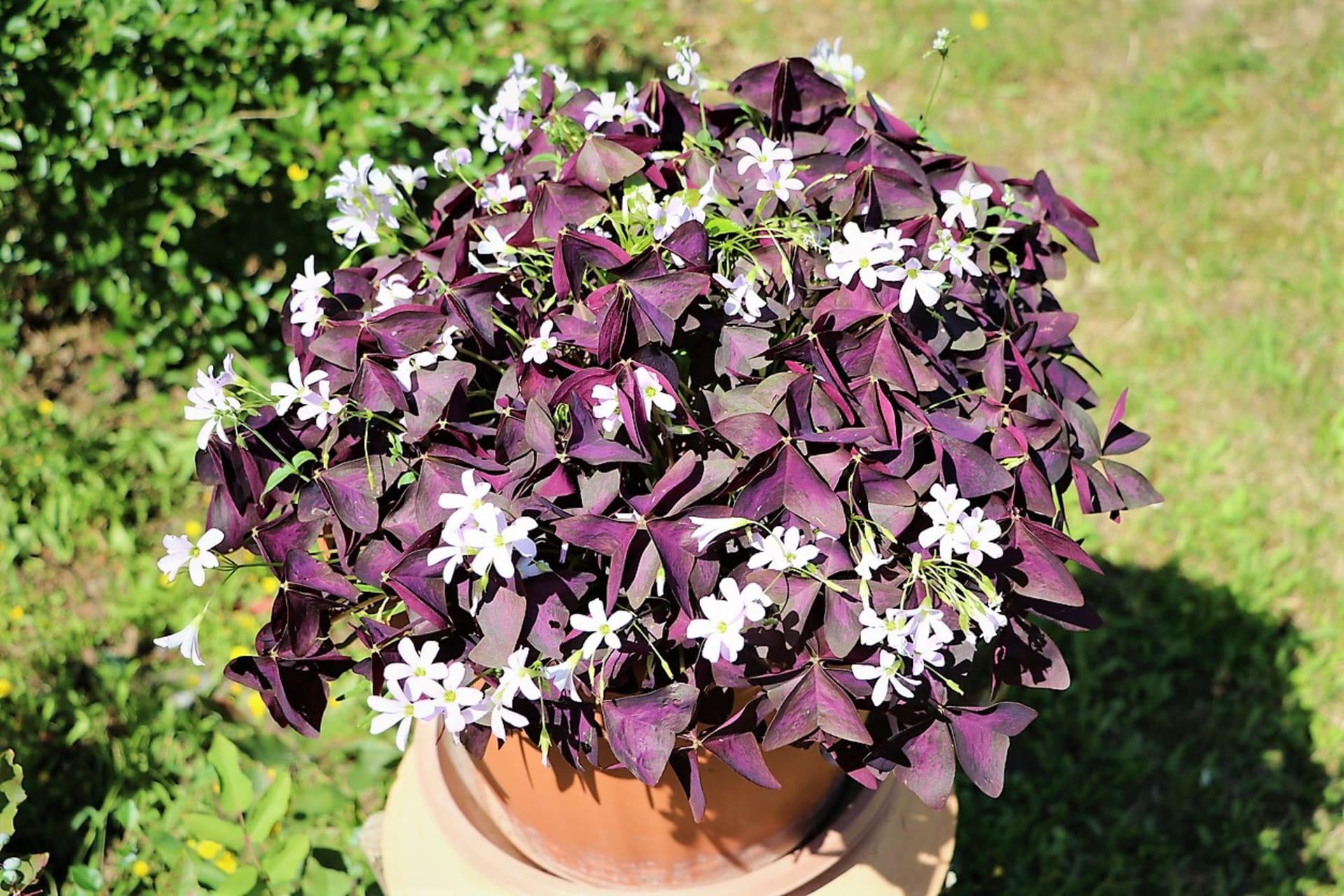 Szczaw trójkątny (Oxalis triangularis) dorasta do wysokości od 10 do 30 cm.  Możemy ją uprawiać przez cały rok w domu, lub od drugiej połowy maja przenieść na balkon lub do ogrodu, gdzie będzie narobiła dużo hałasu. 