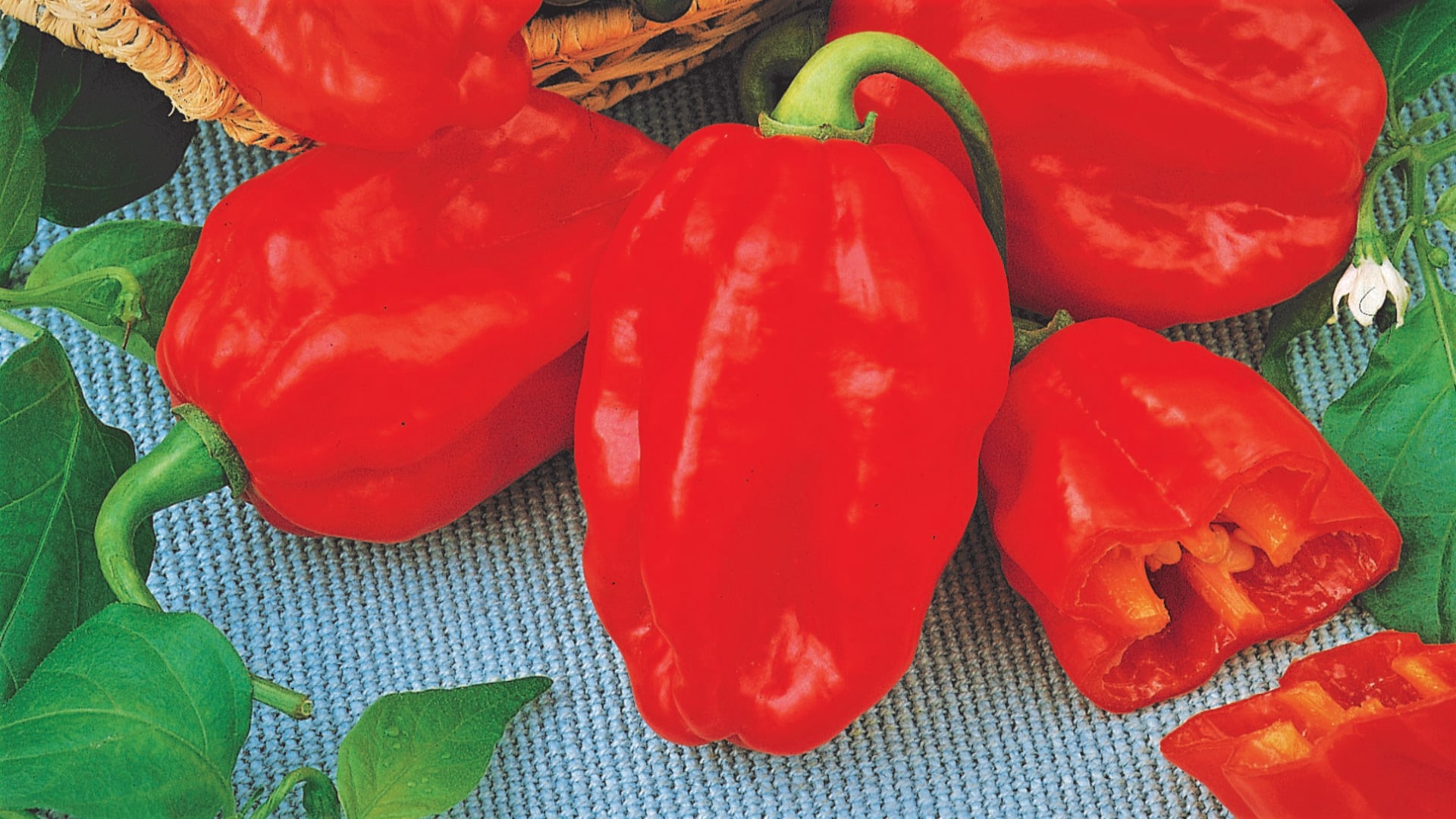   Odmiana Habanero charakteryzuje się wyższą zawartością kapsaicyny