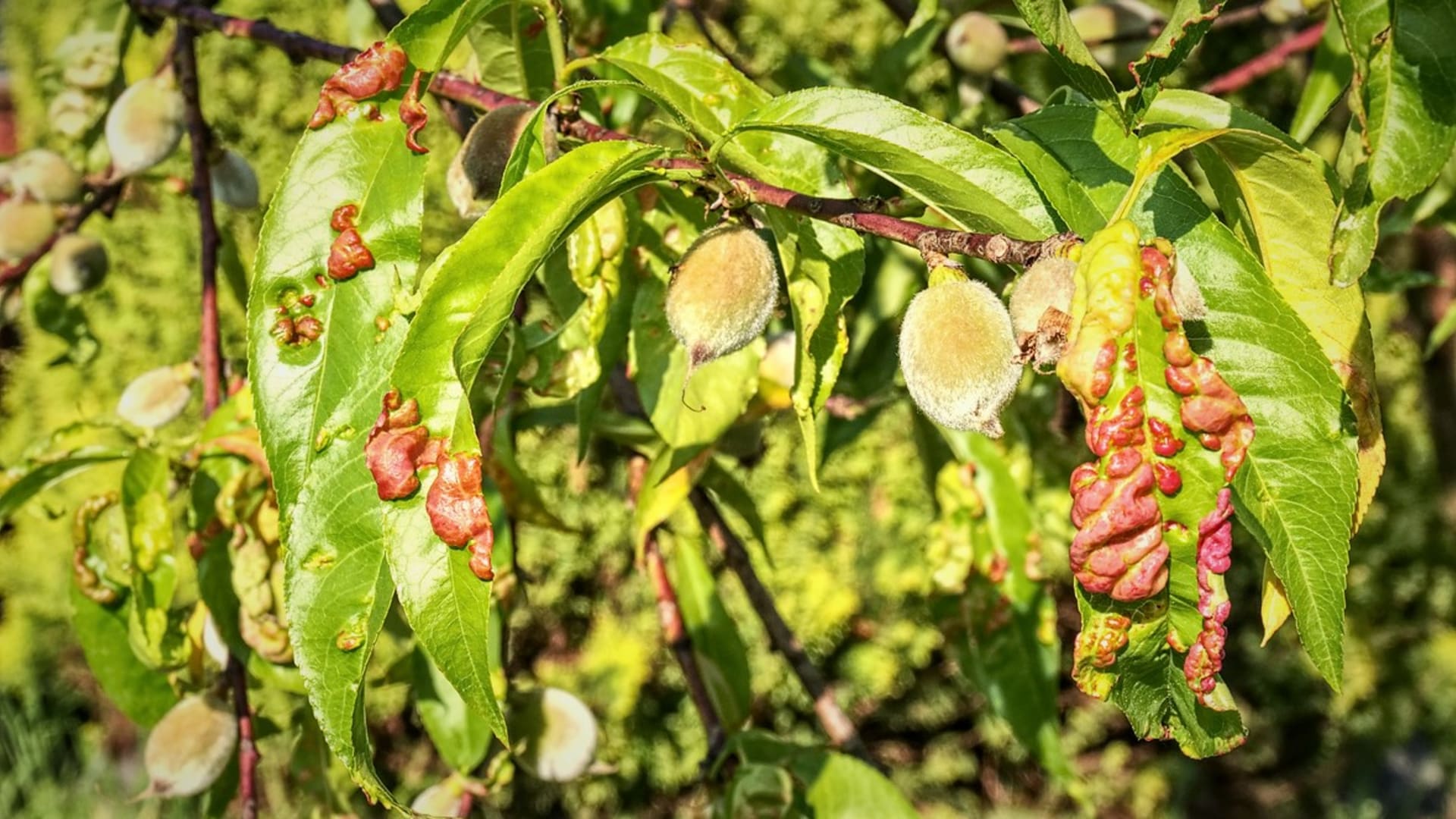 Wiosenne opryski drzew owocowych: kędzierzawość brzoskwini (Taphrina deformans) objawia się czerwonawymi pęcherzami na liściach, które usuwają zieloną powierzchnię liści i pogarszają odżywianie drzewa