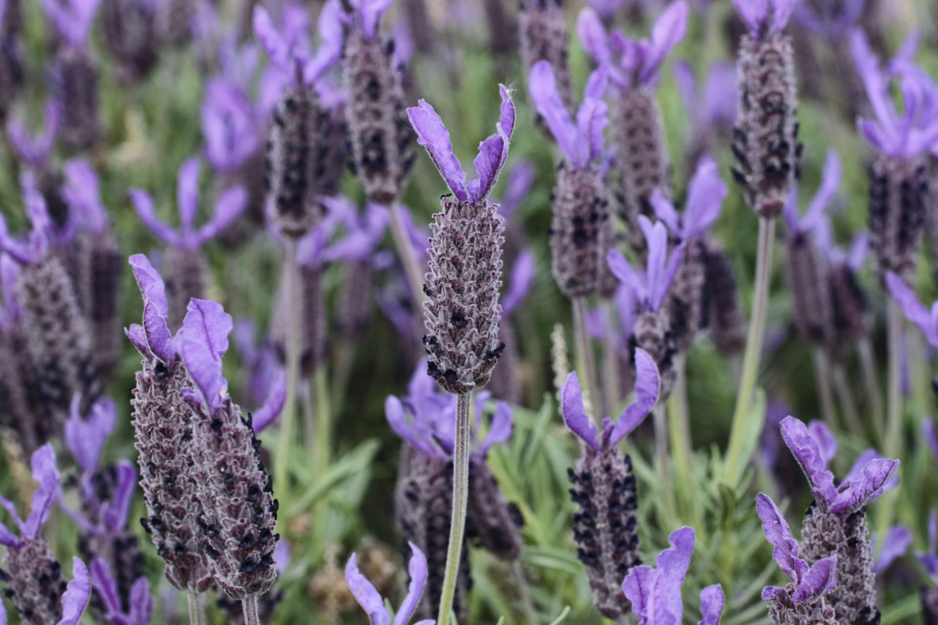 Lawenda koronowana (Lavandula stoechas) 