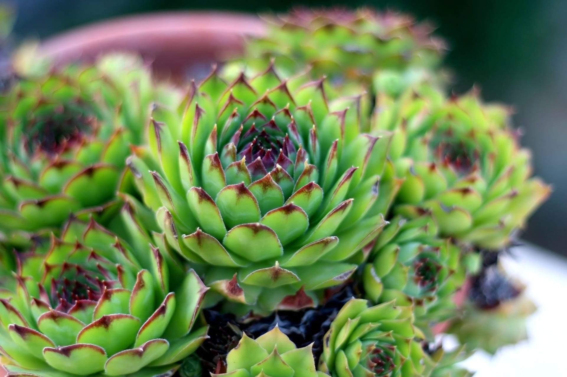 Sempervivum (łac. Sempervivum) 