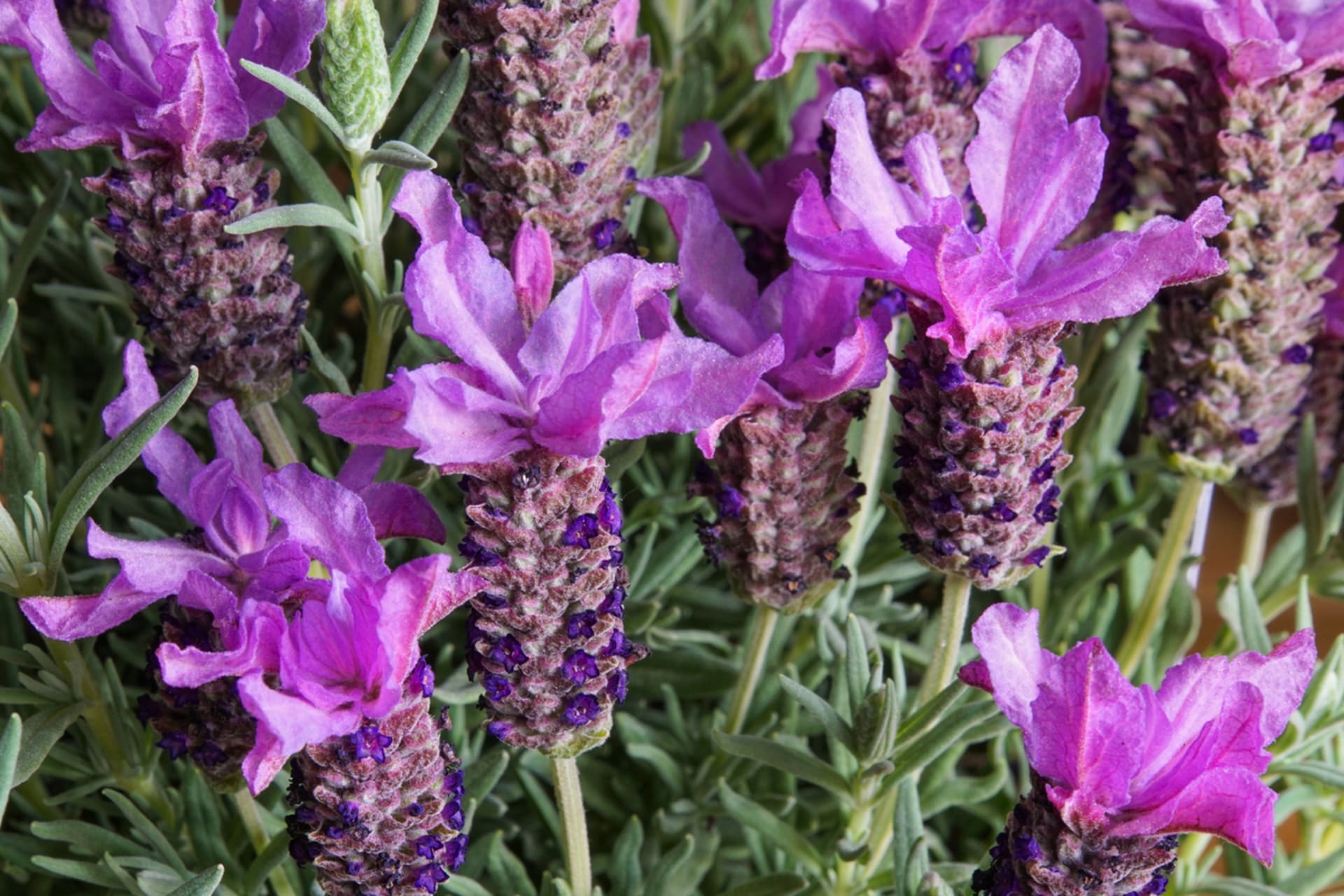 Lawenda koronowana (Lavandula stoechas) 