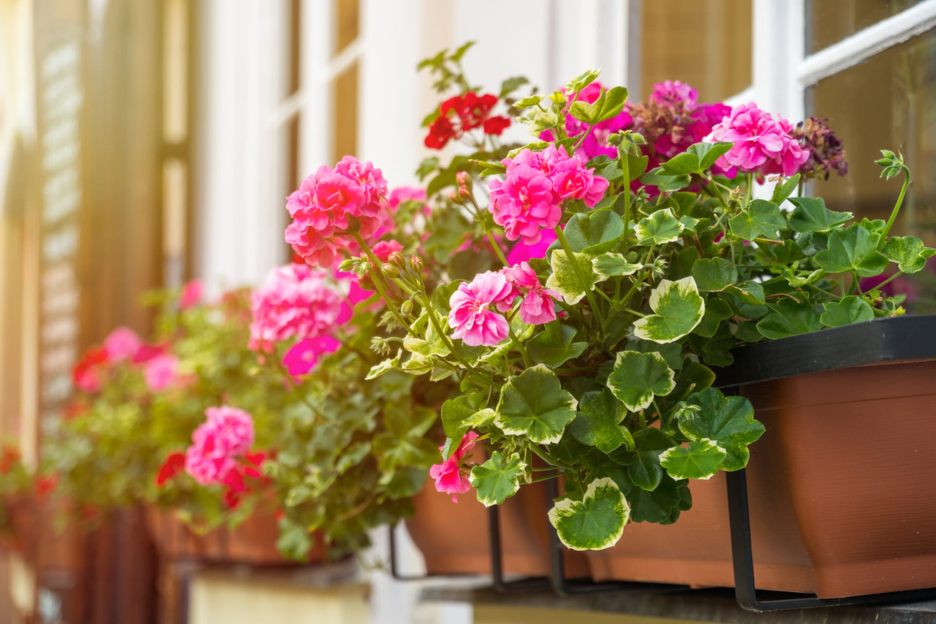 Pelargonia należy do wdzięcznych roślin balkonowych