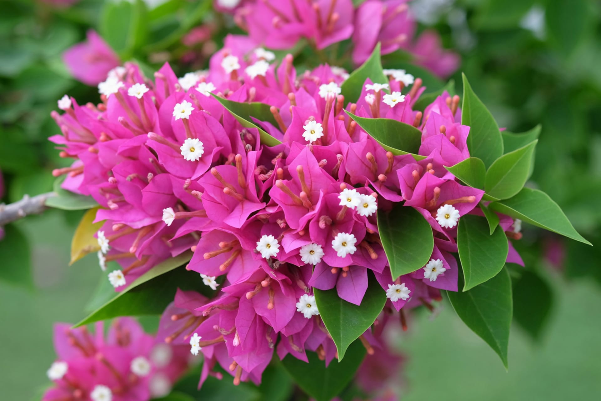 Bougainvillea (Bougainvillea)