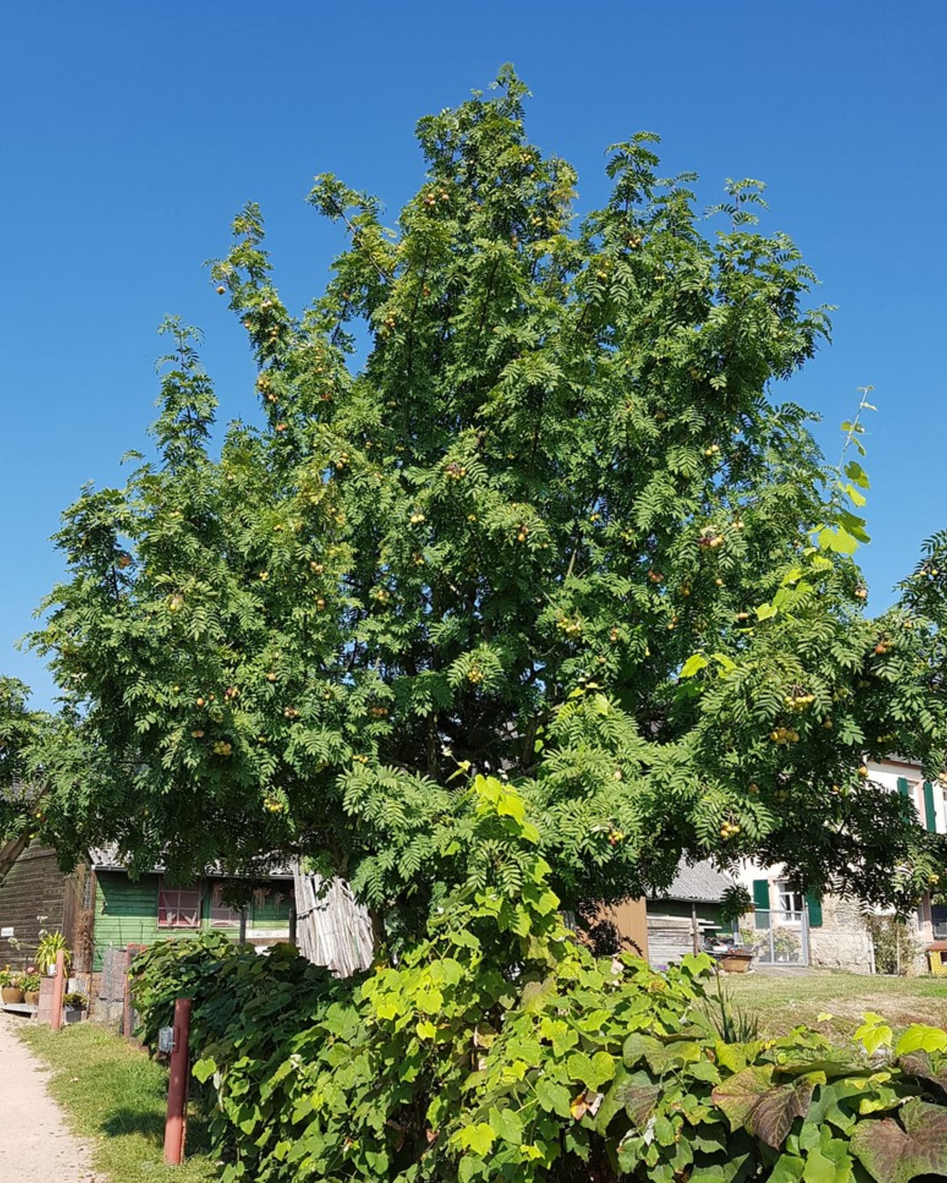 Sorbus domowy (Sorbus domowy), w skrócie sorbus, należy do starych europejskich drzew owocowych.  Jest to najpotężniejszy typ żurawia z największymi owocami. 