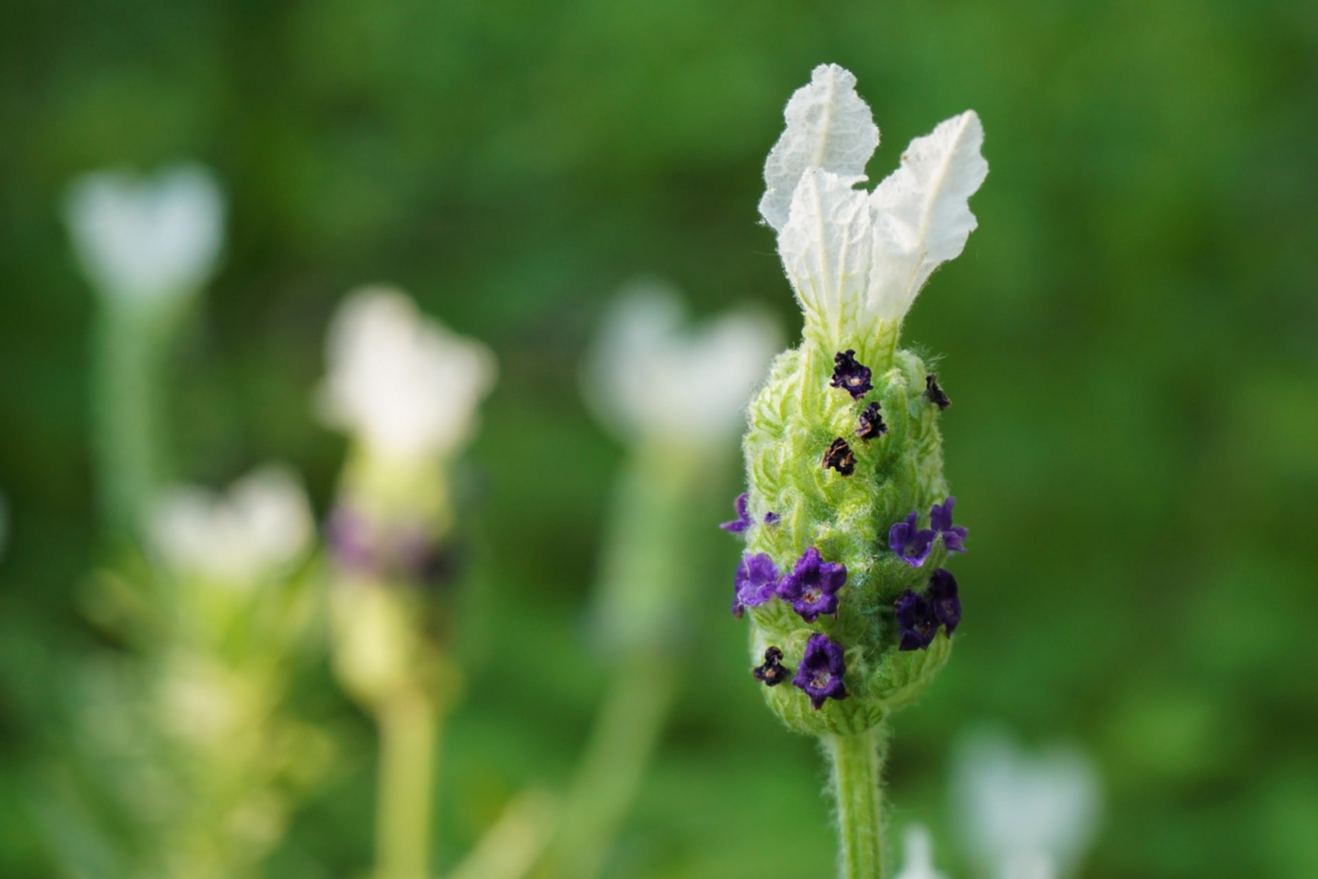 Lawenda koronowana (Lavandula stoechas) 