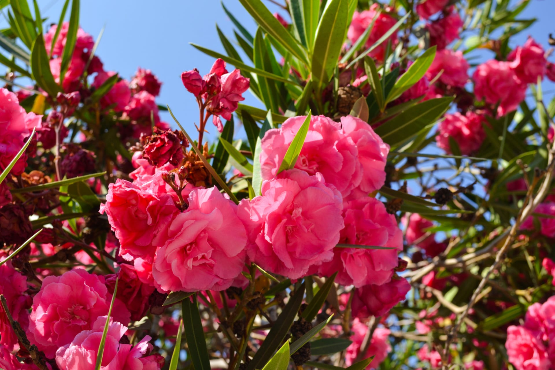 Oleander (oleander nerowy)