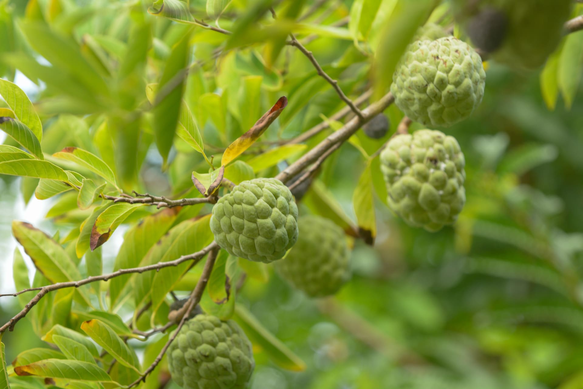 Annona cherimola (Annona cherimola)