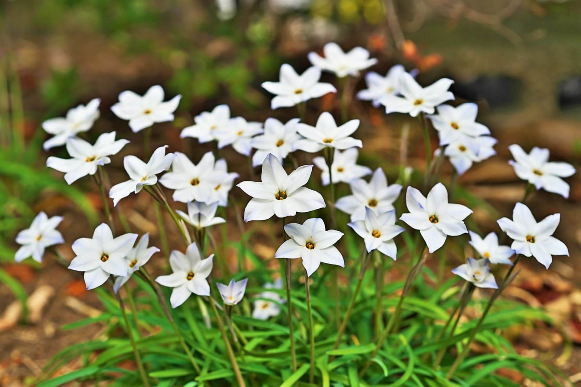 Ipheion jednokwiatowy (Ipheion uniflorum), zwany u nas gwiazdą wiosenną lub gwiazdą wiosenną, pochodzi z Brazylii, Urugwaju, Argentyny i Peru.