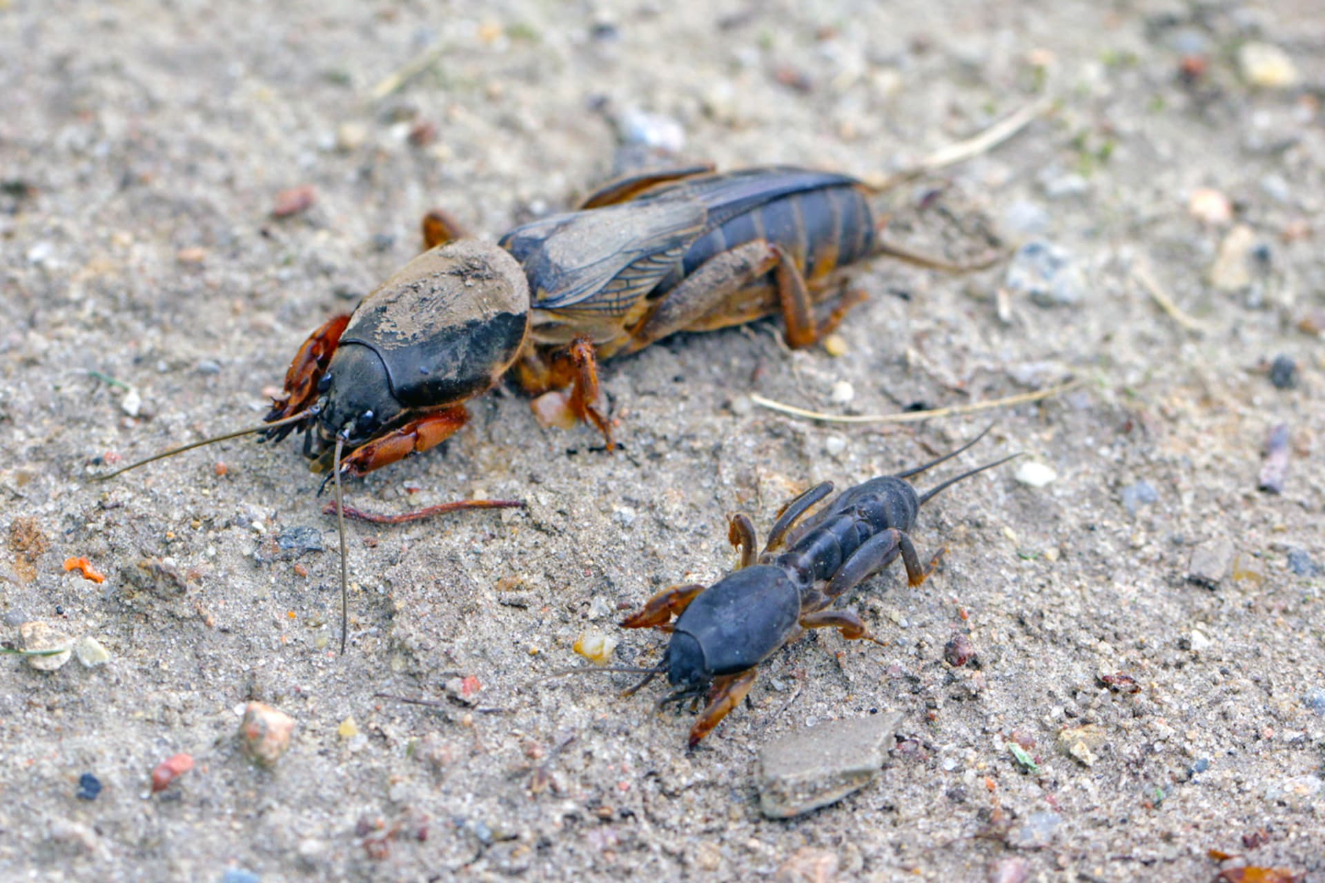 Dorosły i larwa kreta