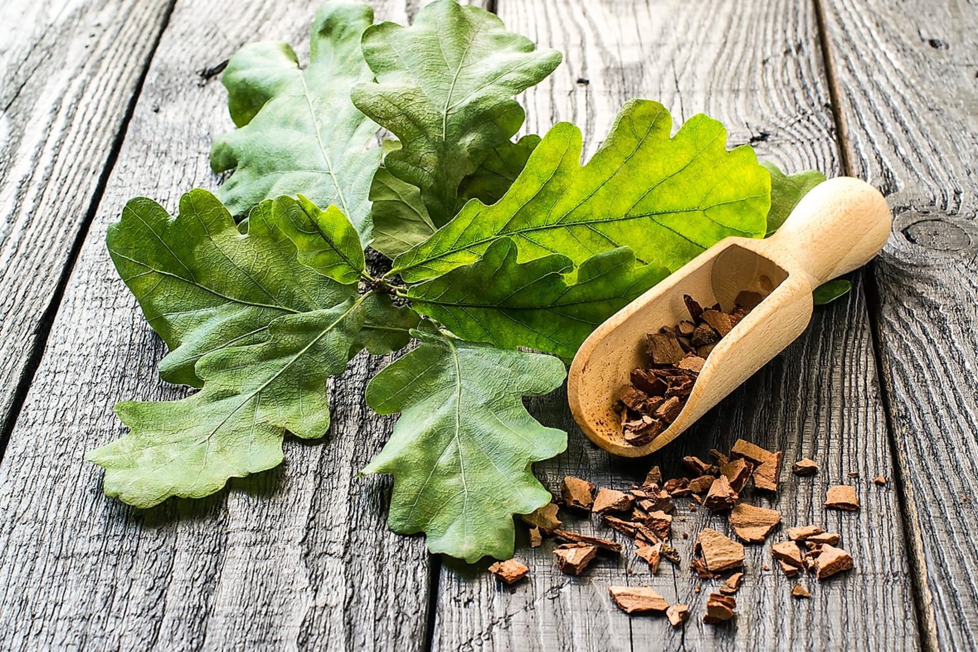 Stosowanie kory dębu letniego (Quercus robur) jest szczególnie wskazane w przypadku zapalenia przyzębia.