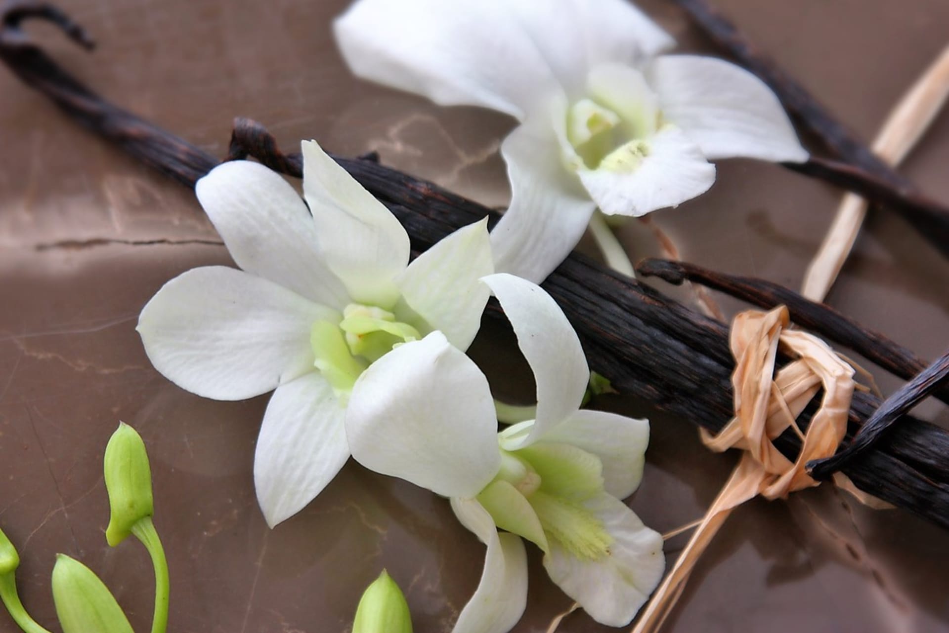 Prawdziwa wanilia (Vanilla planifolia) to tropikalna orchidea pnąca pochodząca z Meksyku.