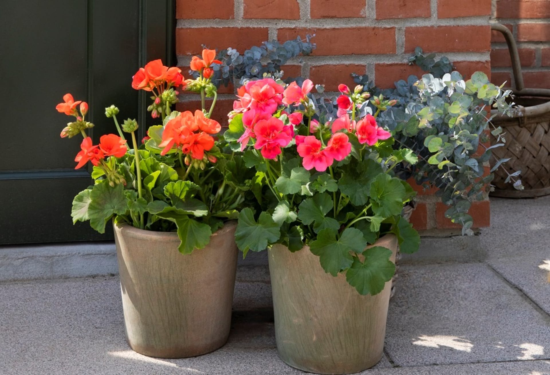 Pelargonie, pelargonie (Pelargonium)