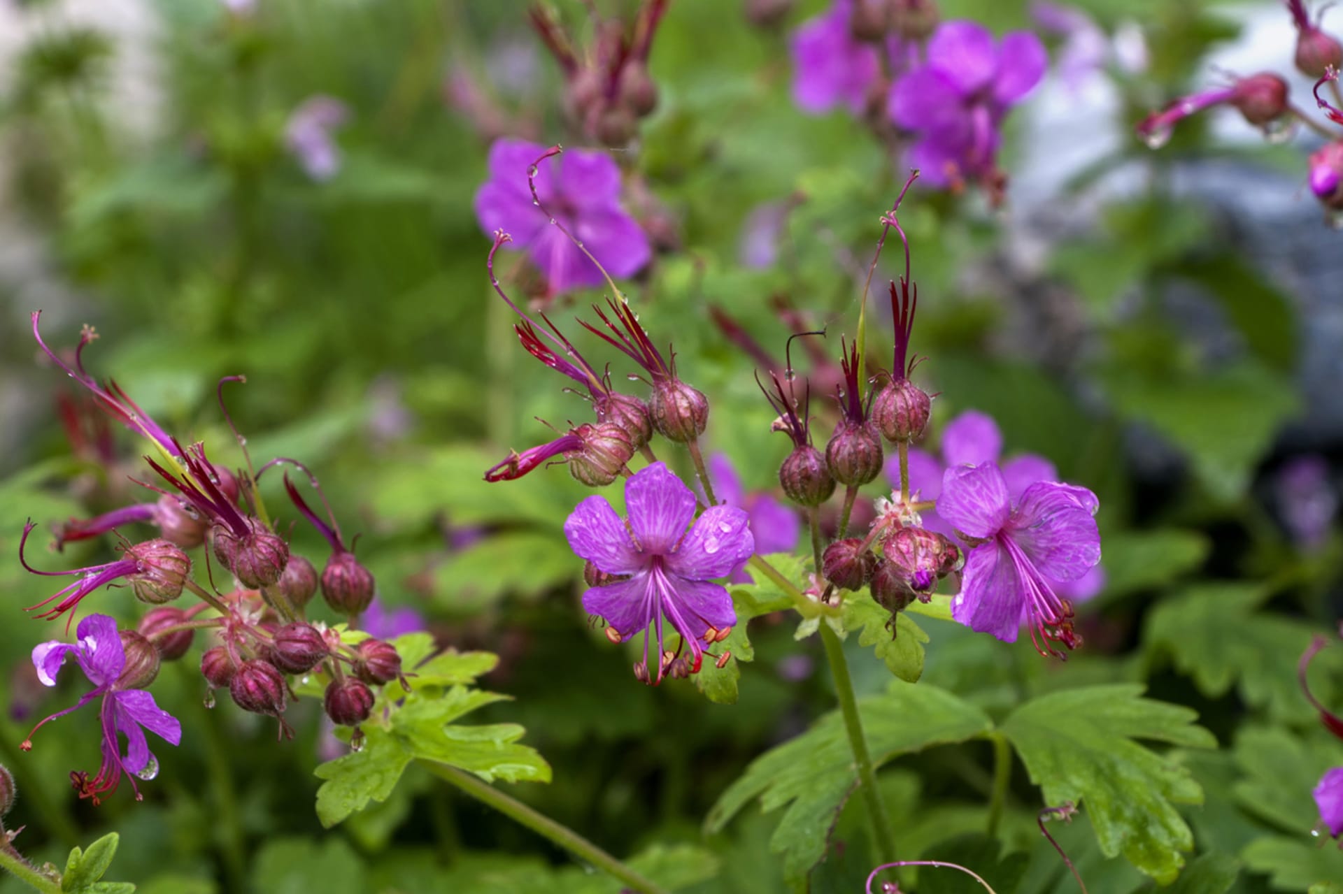 Geranium makrorrhizum (Bodziszek makroryzowy)