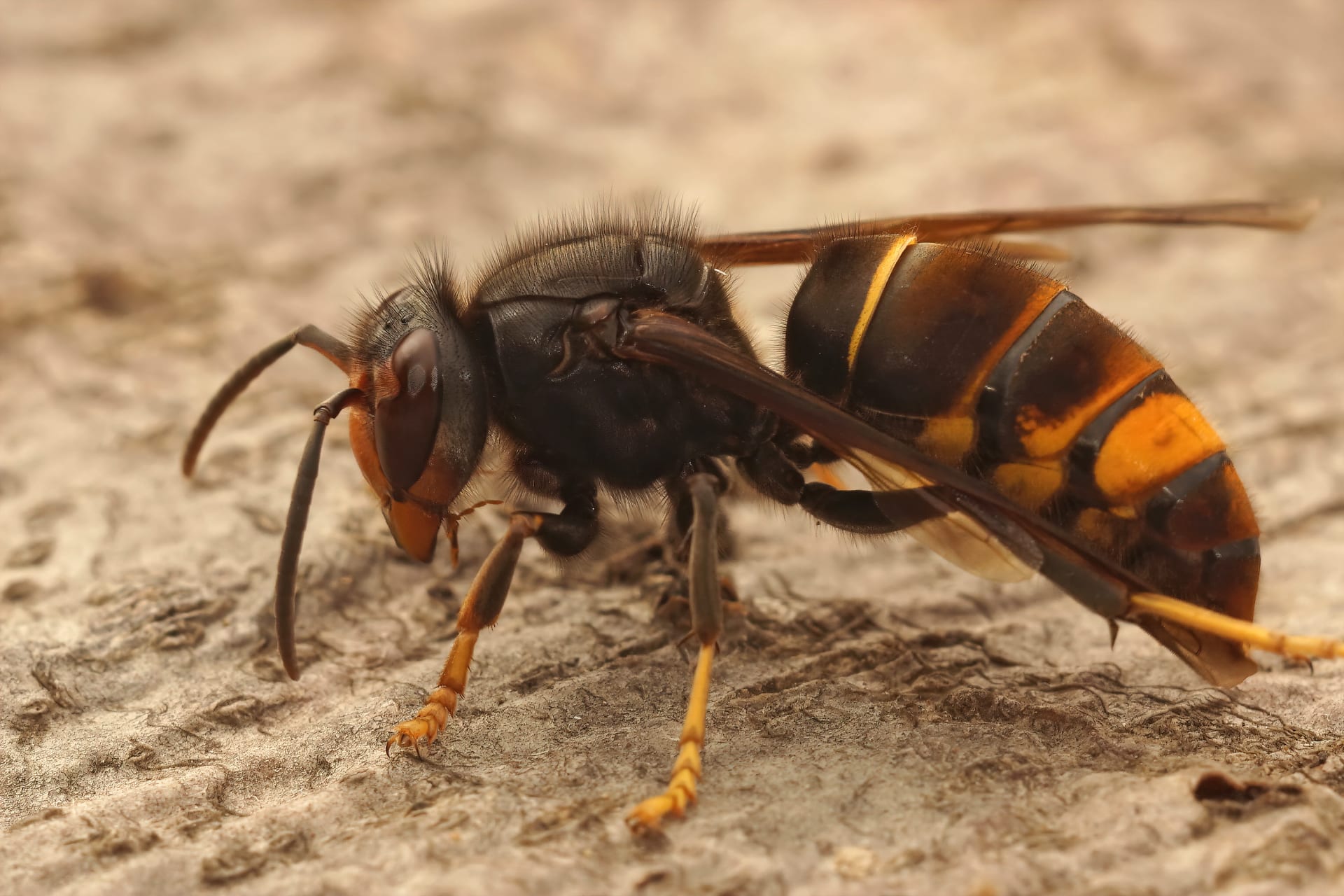 Szerszeń azjatycki (Vespa velutina)