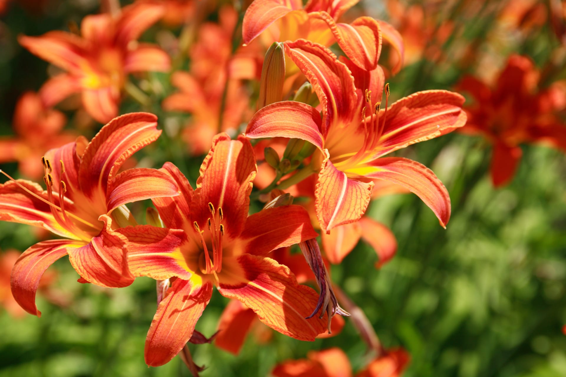 Liliowce (Hemerocallis)