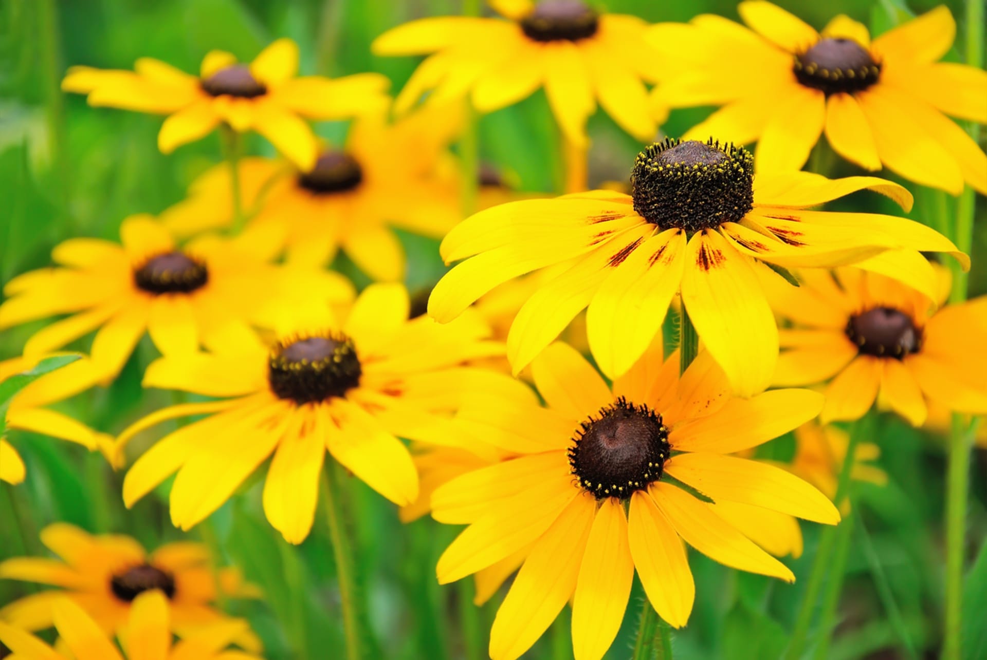 Szyszki sosnowe (Rudbeckia)