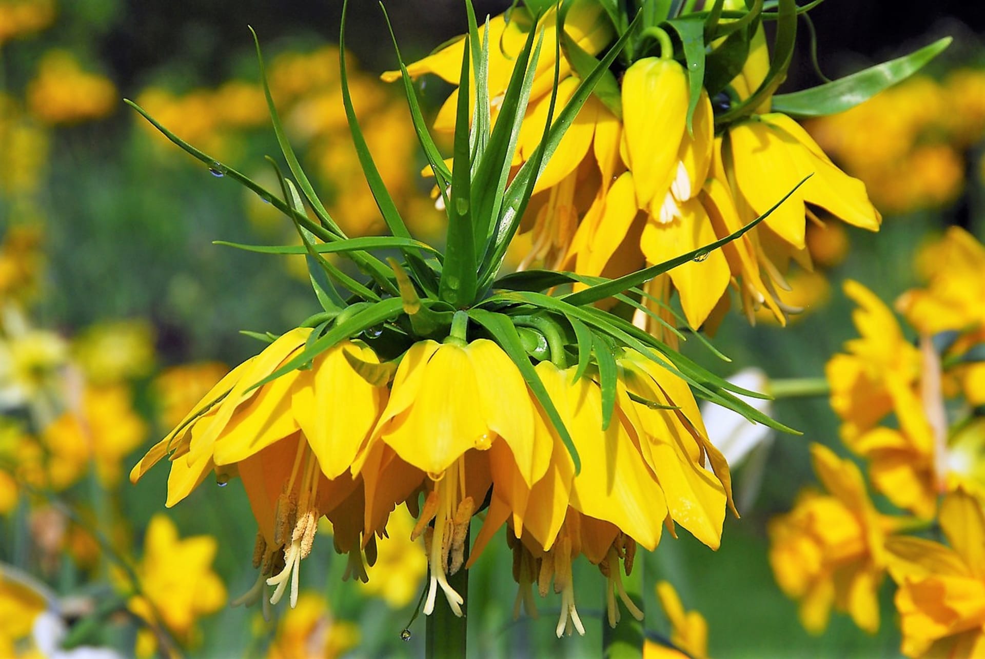 Najbardziej znaną w naszym kraju jest potężna fritillaria (Fritillaria imperialis), pochodząca z gór Azji Środkowej, która osiąga wysokość do 120 cm.  Na zdjęciu odmiana Maxima Lute.