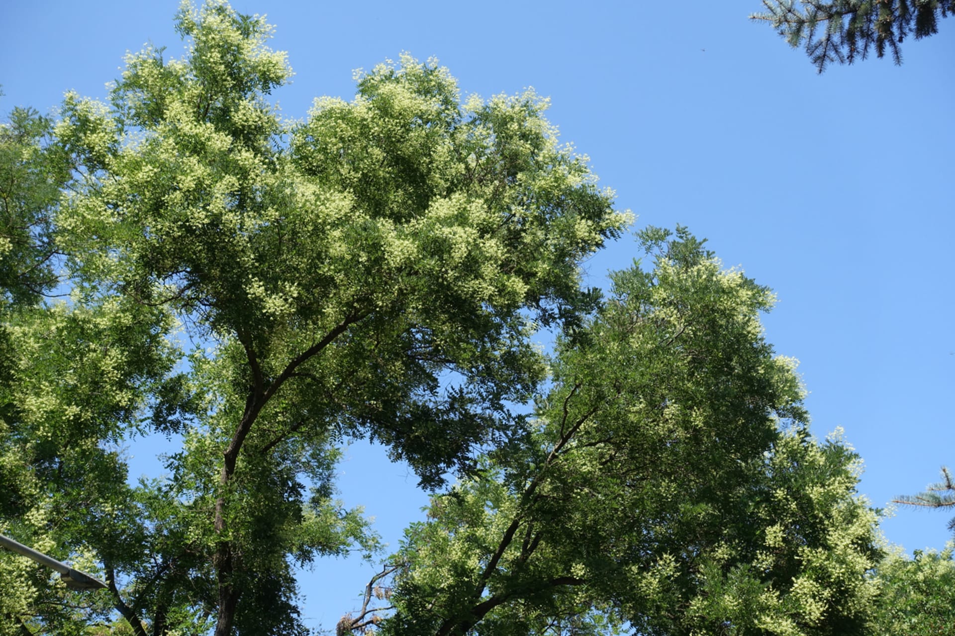 Sophora japonica (Sophora japonica) 