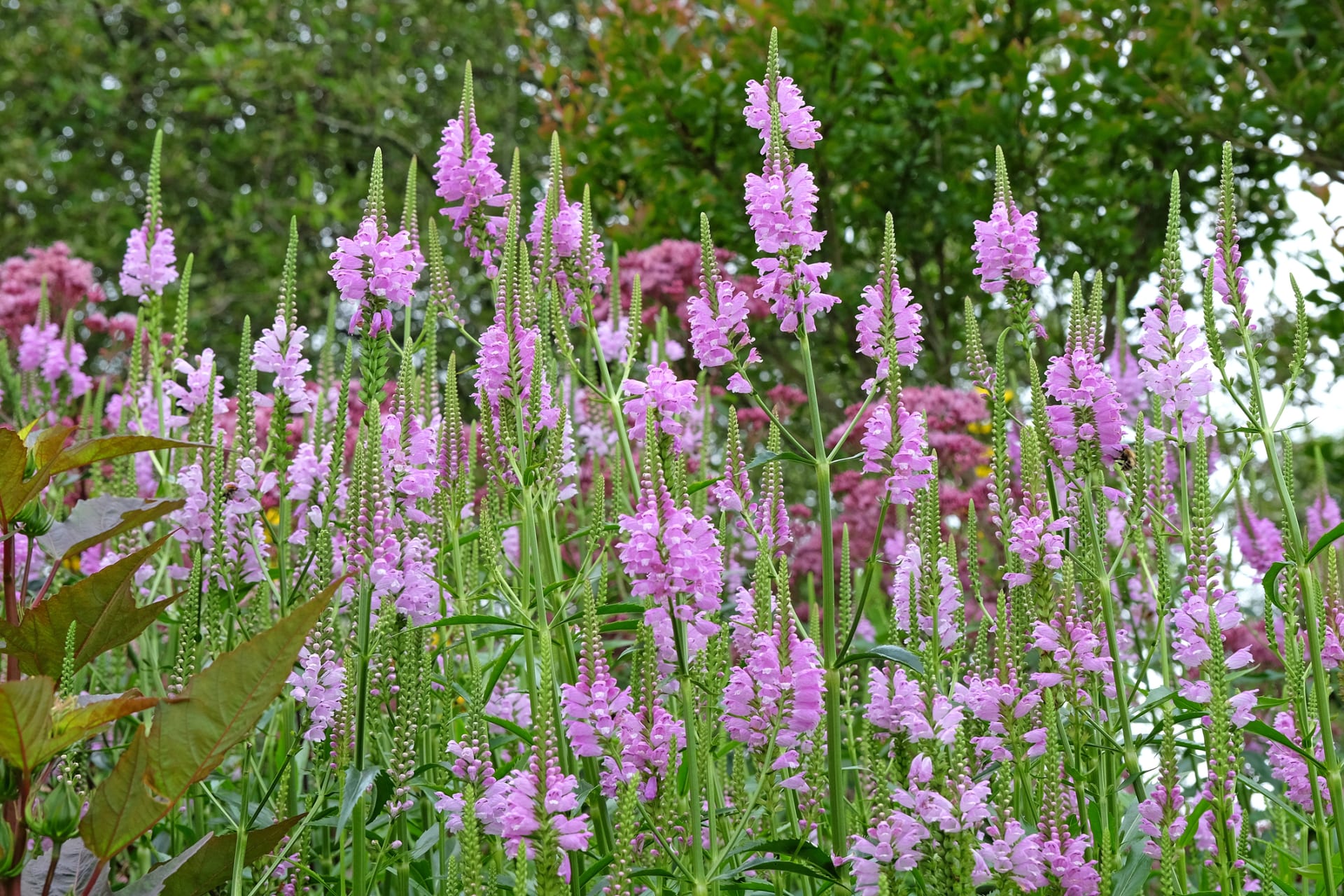 Physostegia virginiana (Physostegia virginiana)