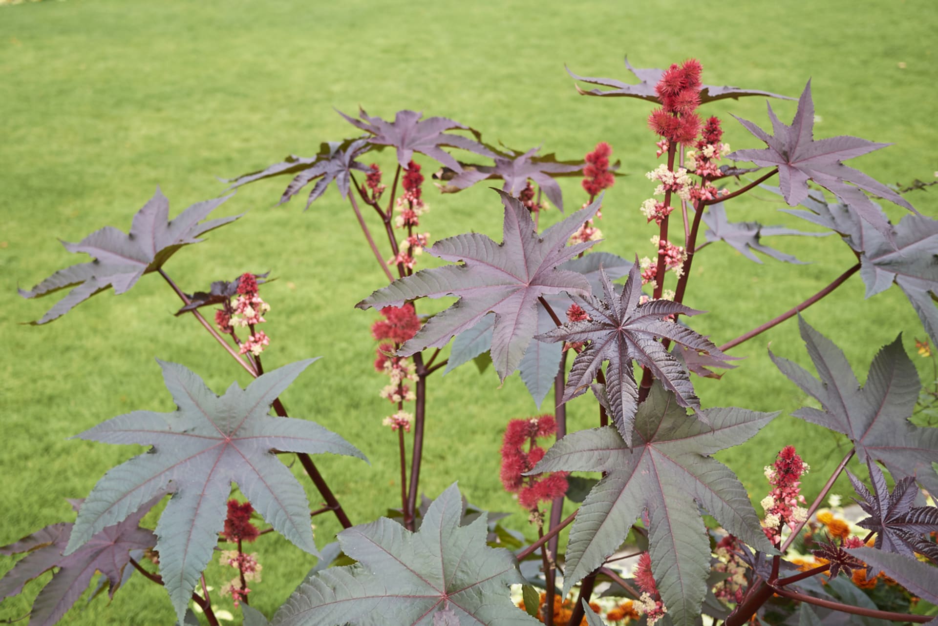 Fasola rycynowa (Ricinus communis) 