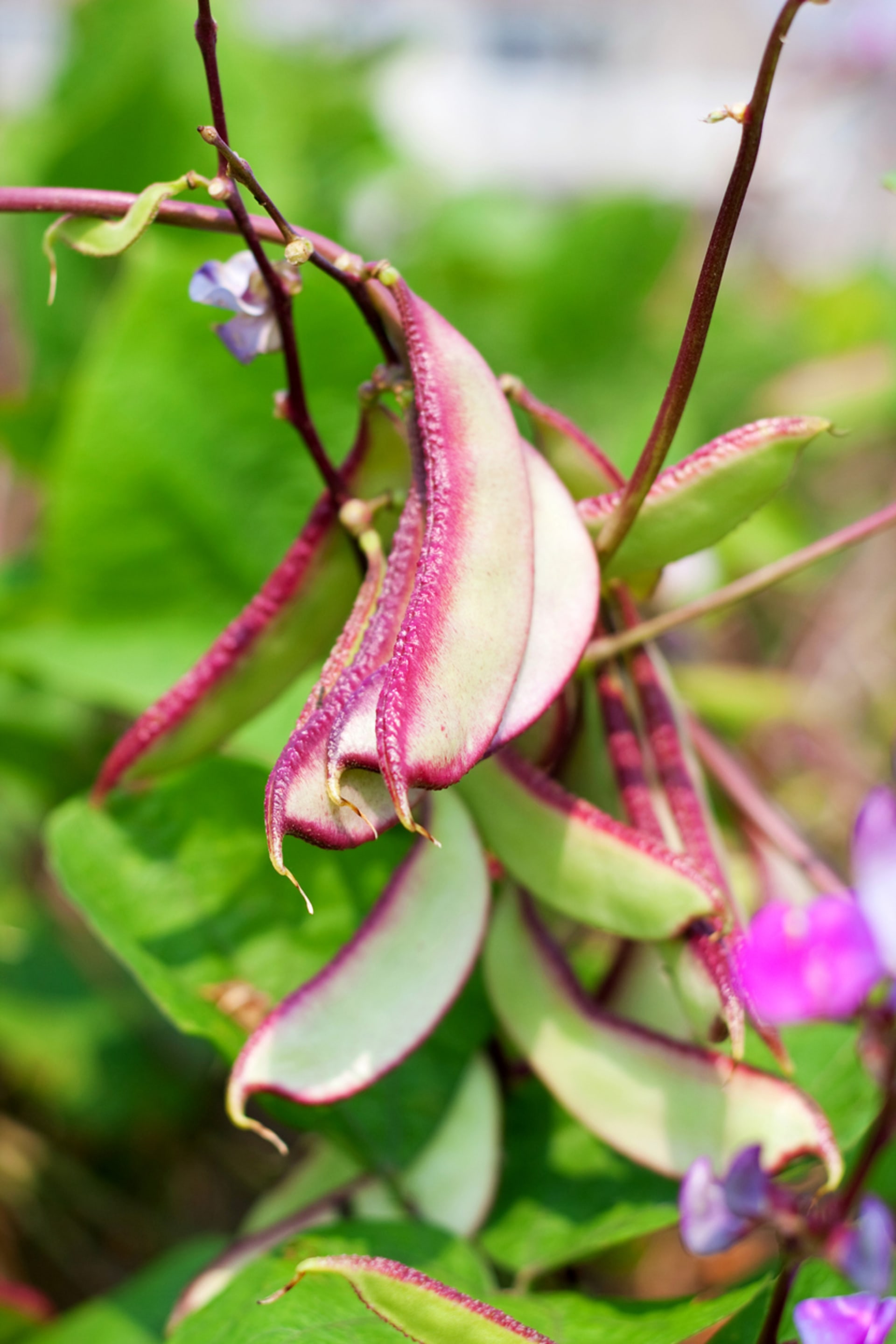 Lablab fioletowy (Lablab purpureus) 