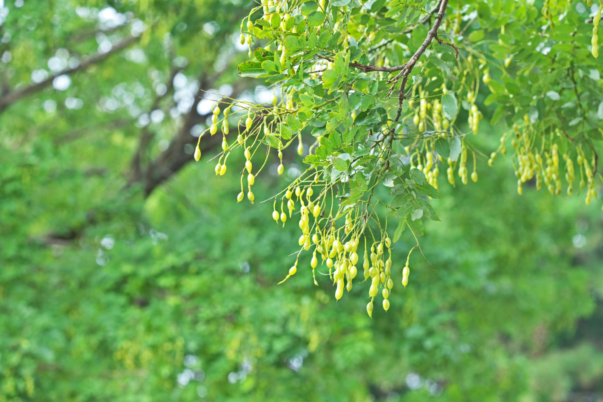 Sophora japonica (Sophora japonica) 