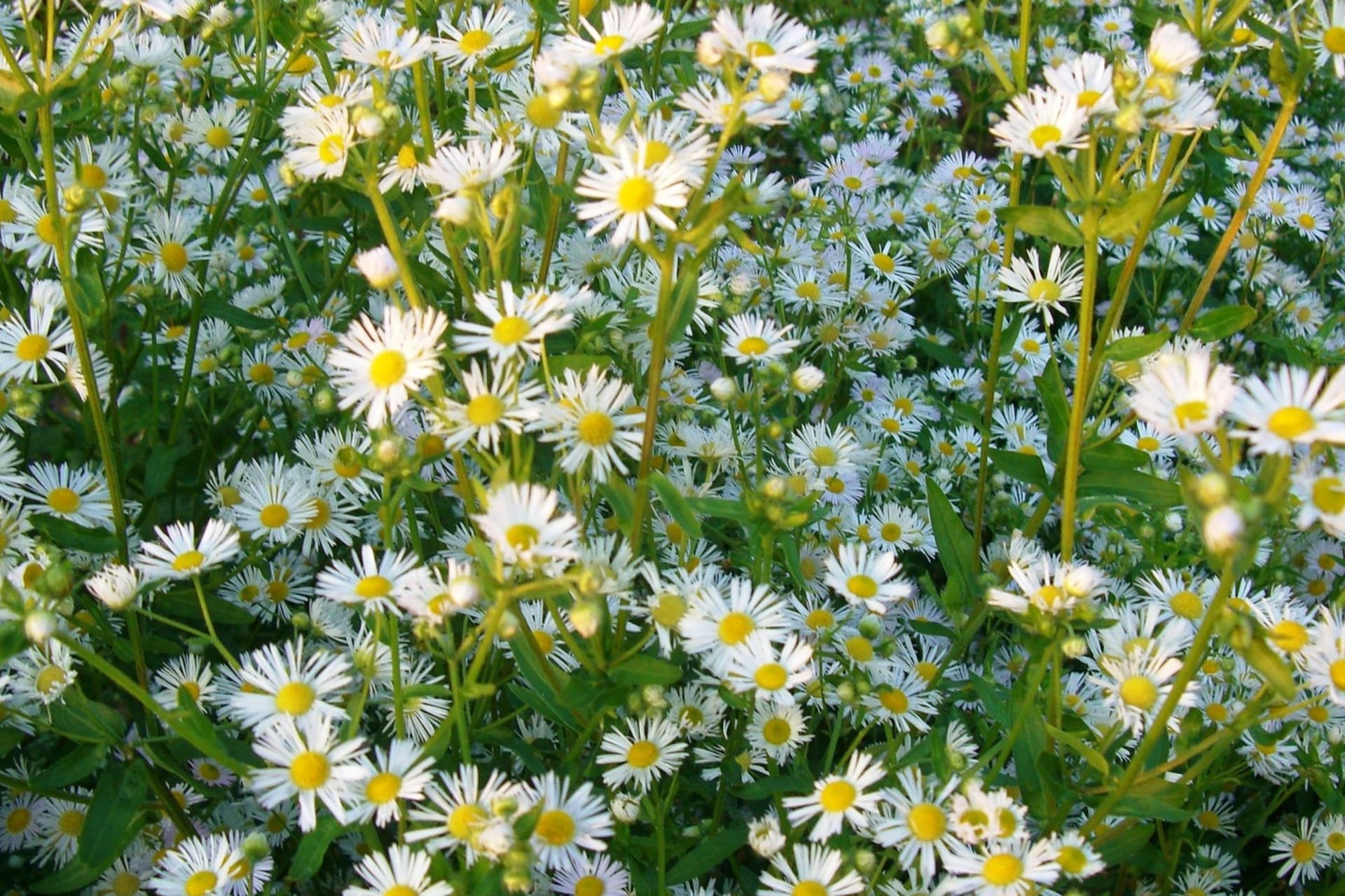 Aster ericoides