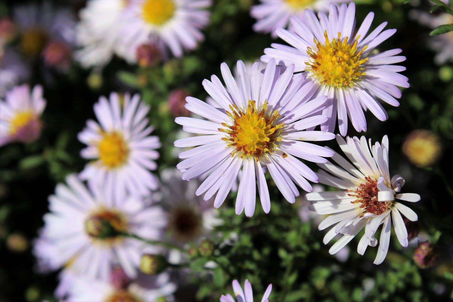 Aster amellus (Aster amellus)