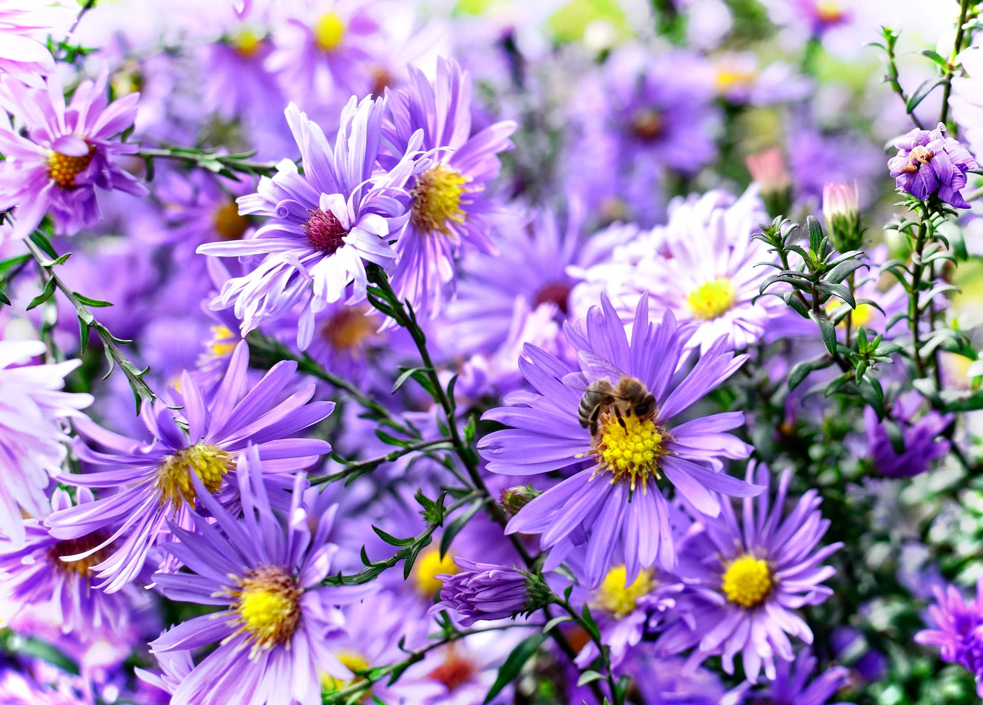 Aster dumosus (Aster dumosus)