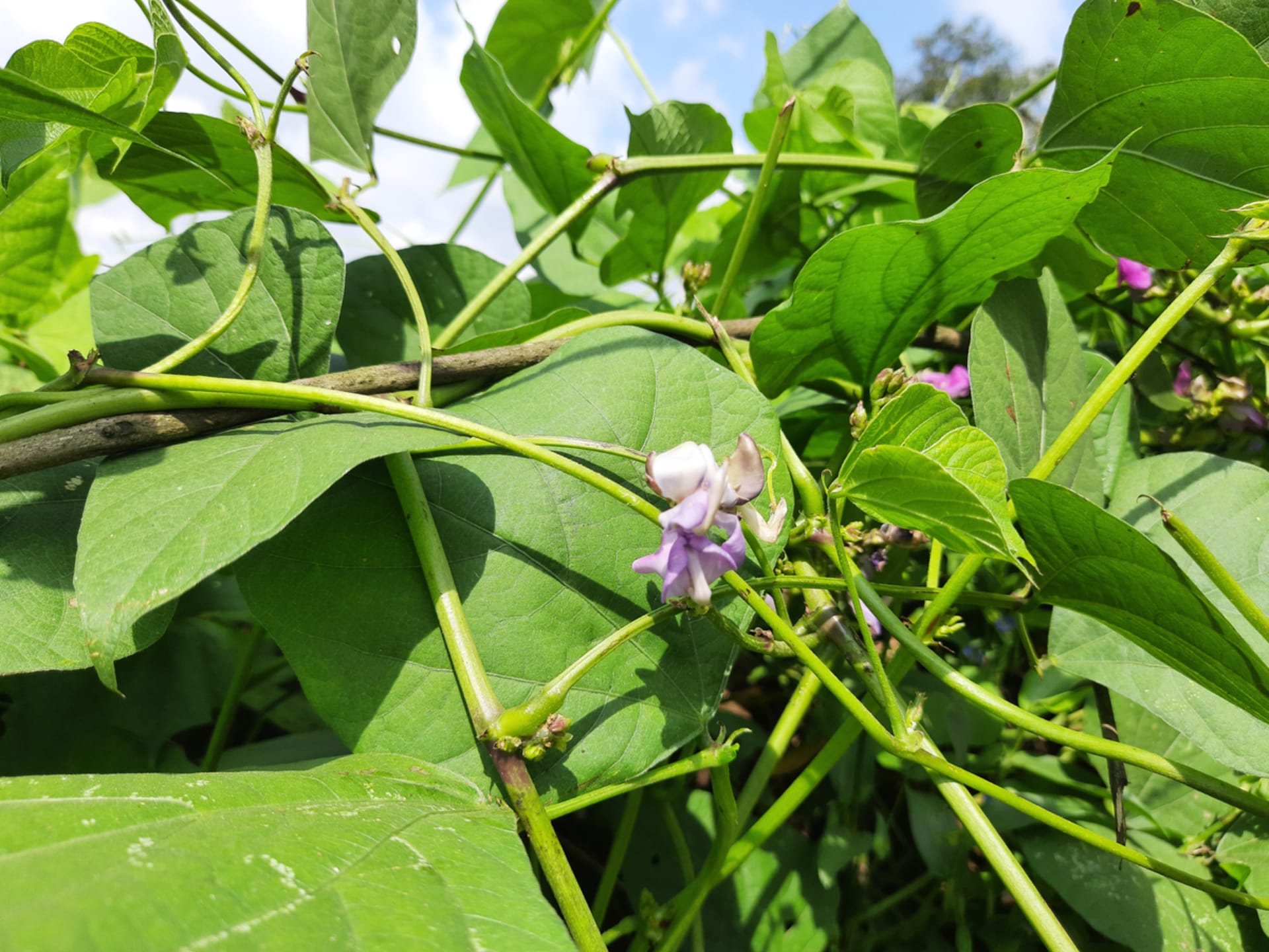 Lablab fioletowy (Lablab purpureus) 