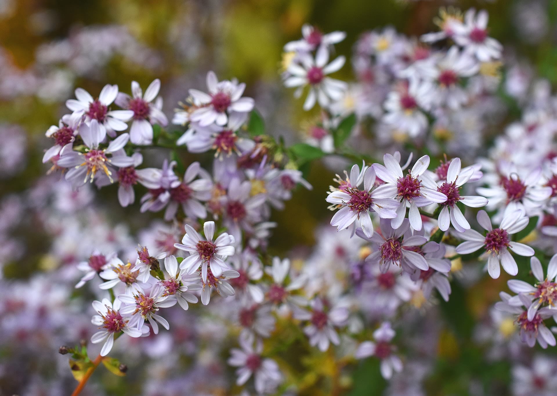 Aster cordifolius (Aster cordifolius)