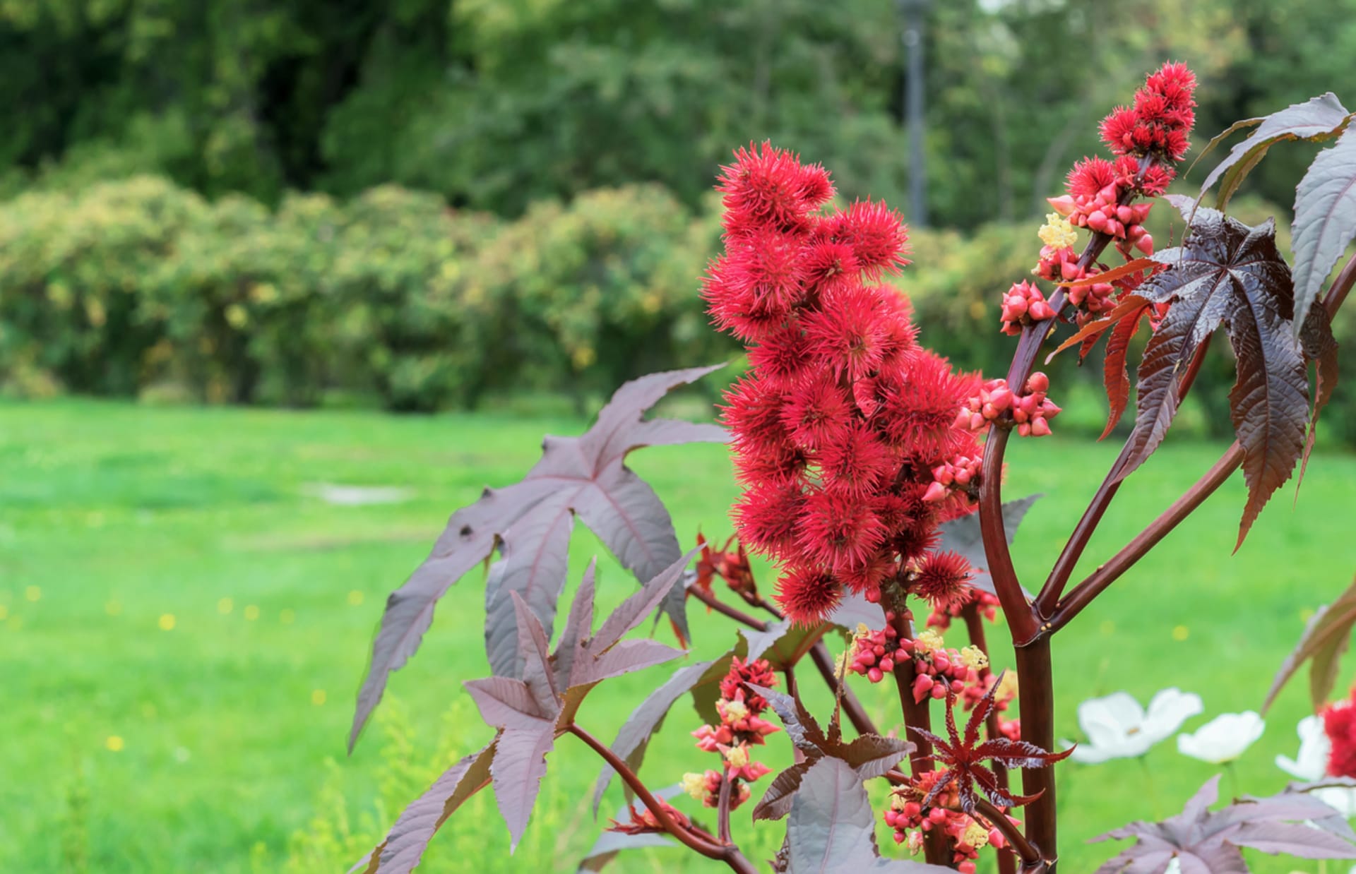 Fasola rycynowa (Ricinus communis) 