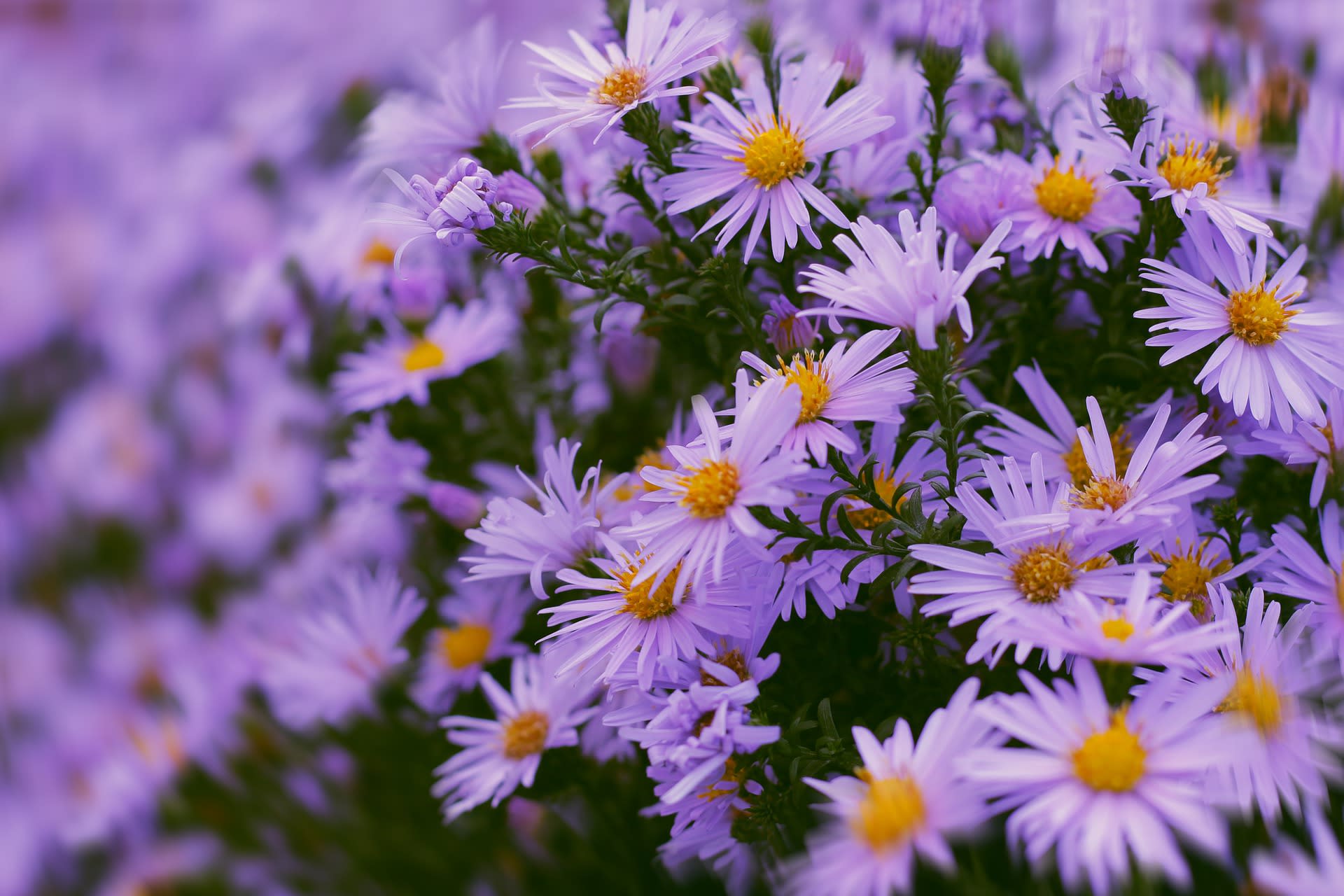 Aster pirenejski (Aster pyrenaeus)