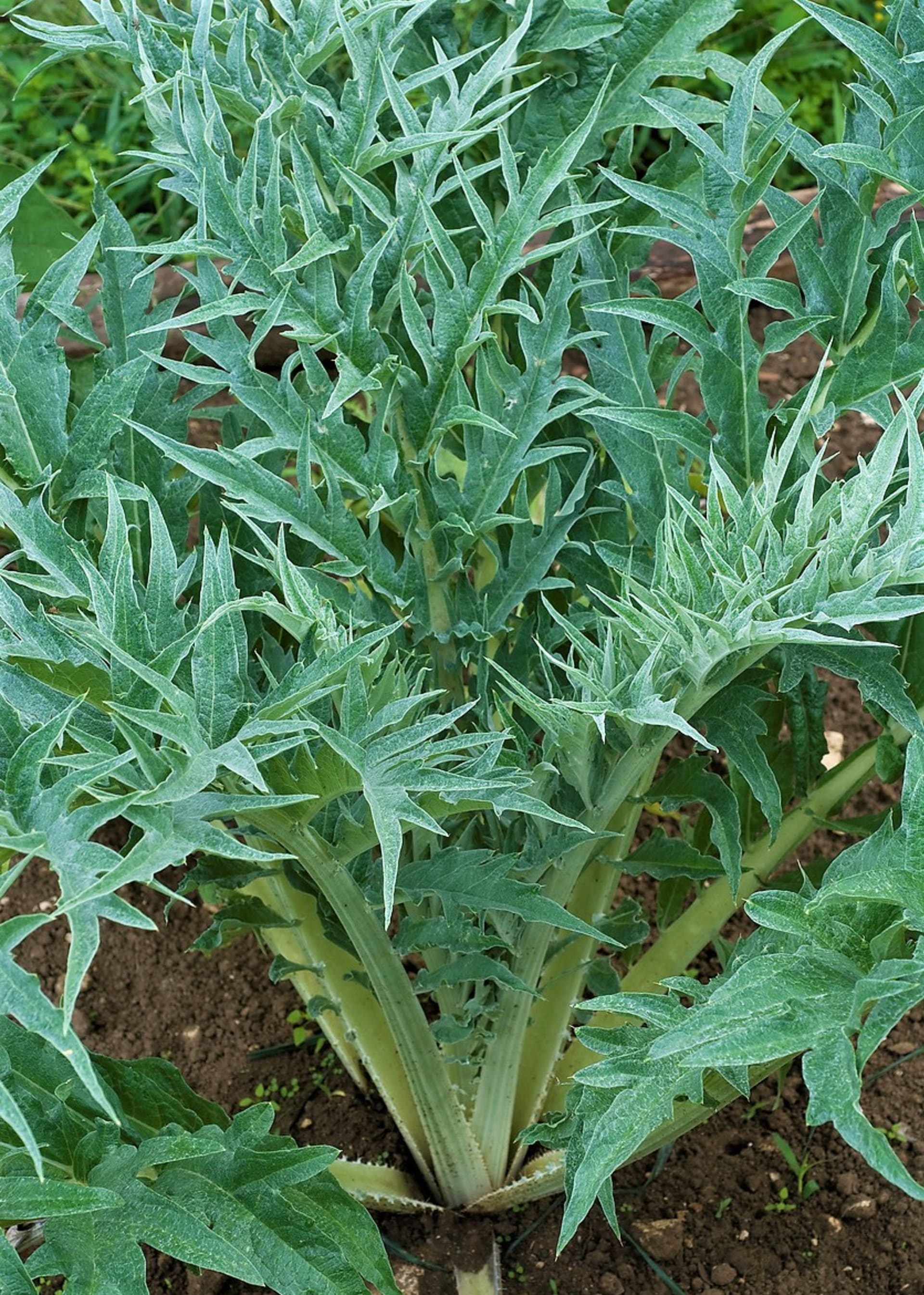 Karczoch jest doskonałym naturalnym lekarstwem na choroby wątroby i pęcherzyka żółciowego, zwiększa produkcję żółci i ułatwia jej wydalanie, podobnie jak ostropest plamisty.