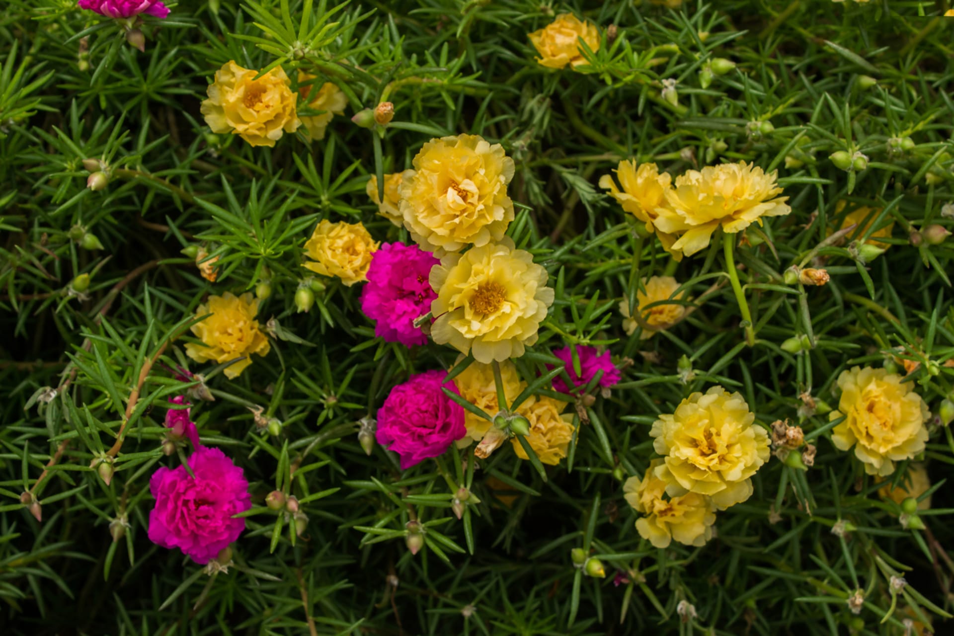 Portulaka wielkokwiatowa (Portulaka wielkokwiatowa)