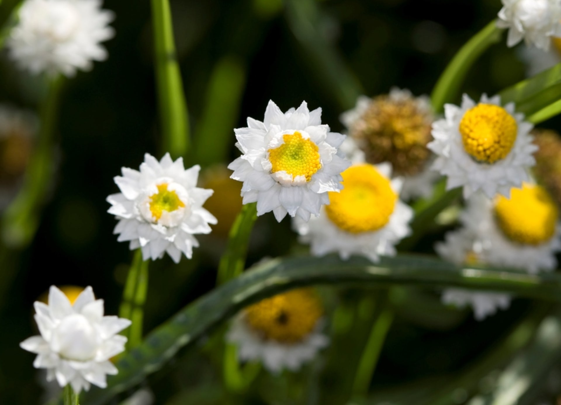 Ammobium alatum (Ammobium alatum)